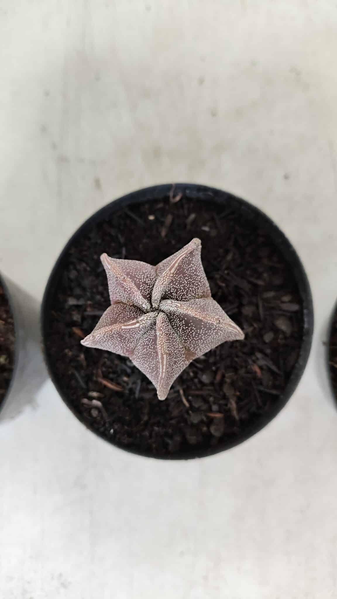 ASTROPHYTUM MYRIOSTIGMA – vaso 09 (YCARO)