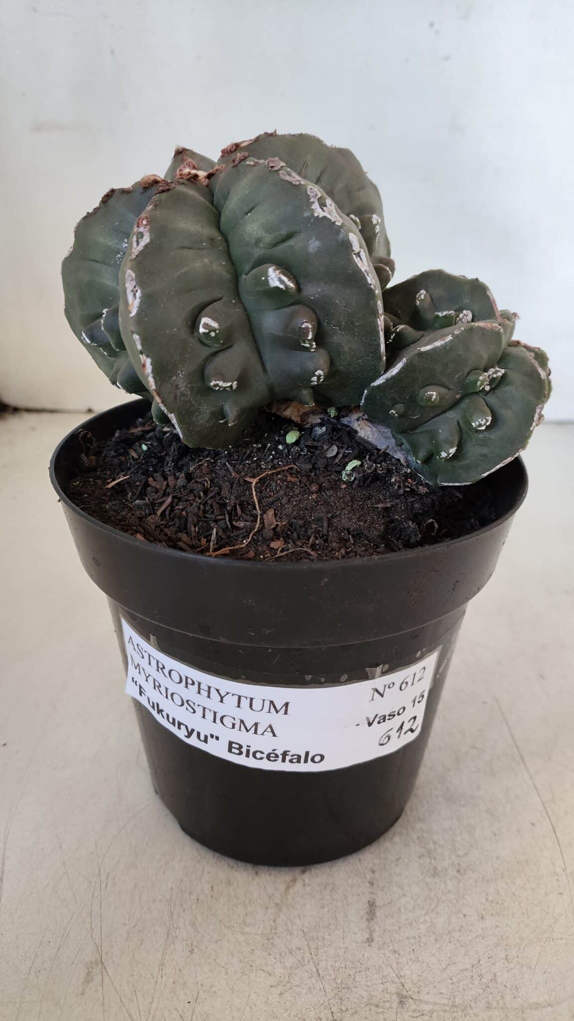 ASTROPHYTUM MYRIOSTIGMA cv FUKURYU "Bicéfalo"  Nº 612 – vaso 15