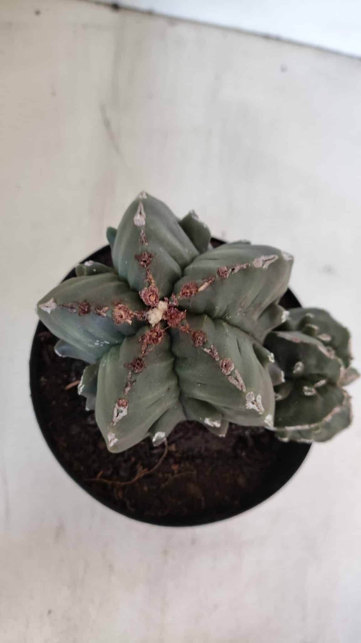 ASTROPHYTUM MYRIOSTIGMA cv FUKURYU "Bicéfalo"  Nº 612 – vaso 15