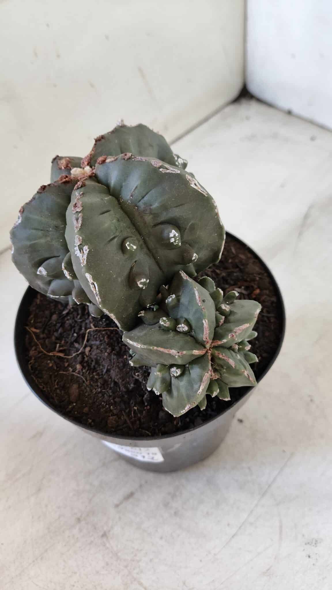 ASTROPHYTUM MYRIOSTIGMA cv FUKURYU "Bicéfalo"  Nº 612 – vaso 15