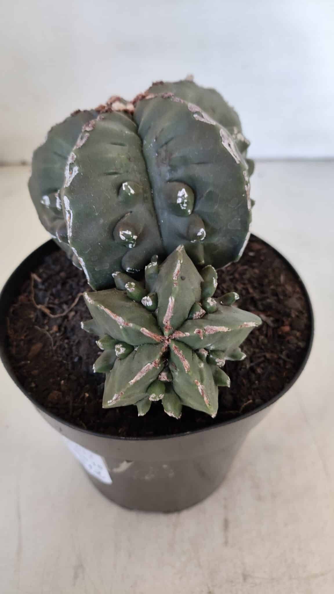 ASTROPHYTUM MYRIOSTIGMA cv FUKURYU "Bicéfalo"  Nº 612 – vaso 15