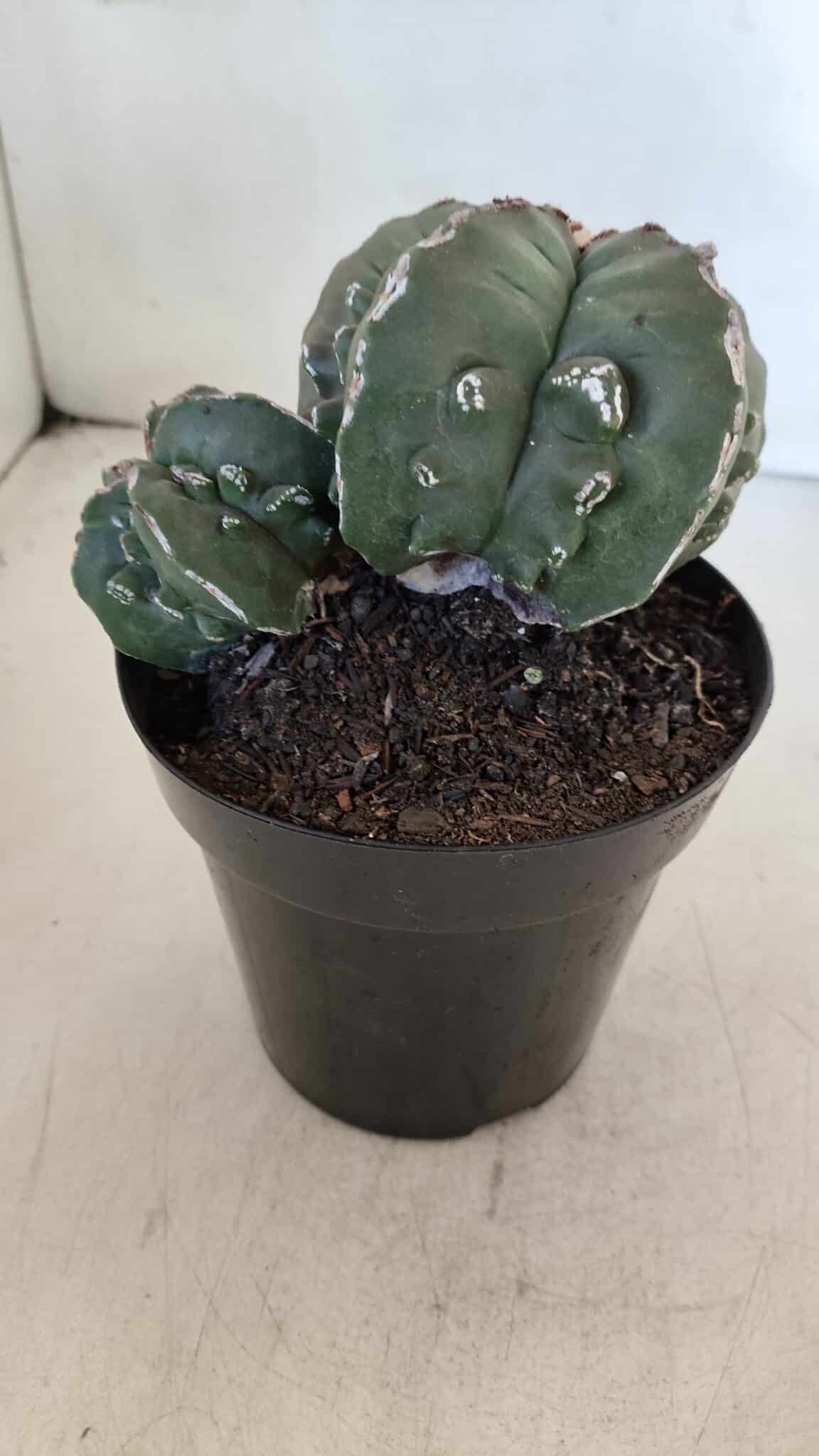 ASTROPHYTUM MYRIOSTIGMA cv FUKURYU "Bicéfalo"  Nº 612 – vaso 15