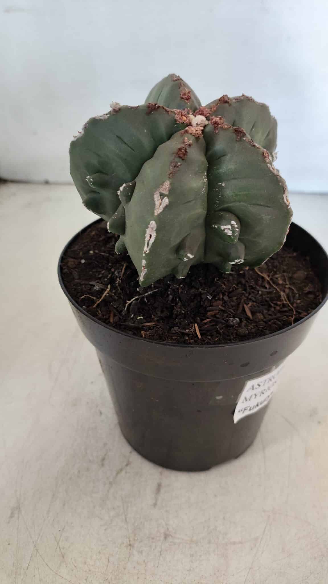 ASTROPHYTUM MYRIOSTIGMA cv FUKURYU "Bicéfalo"  Nº 612 – vaso 15