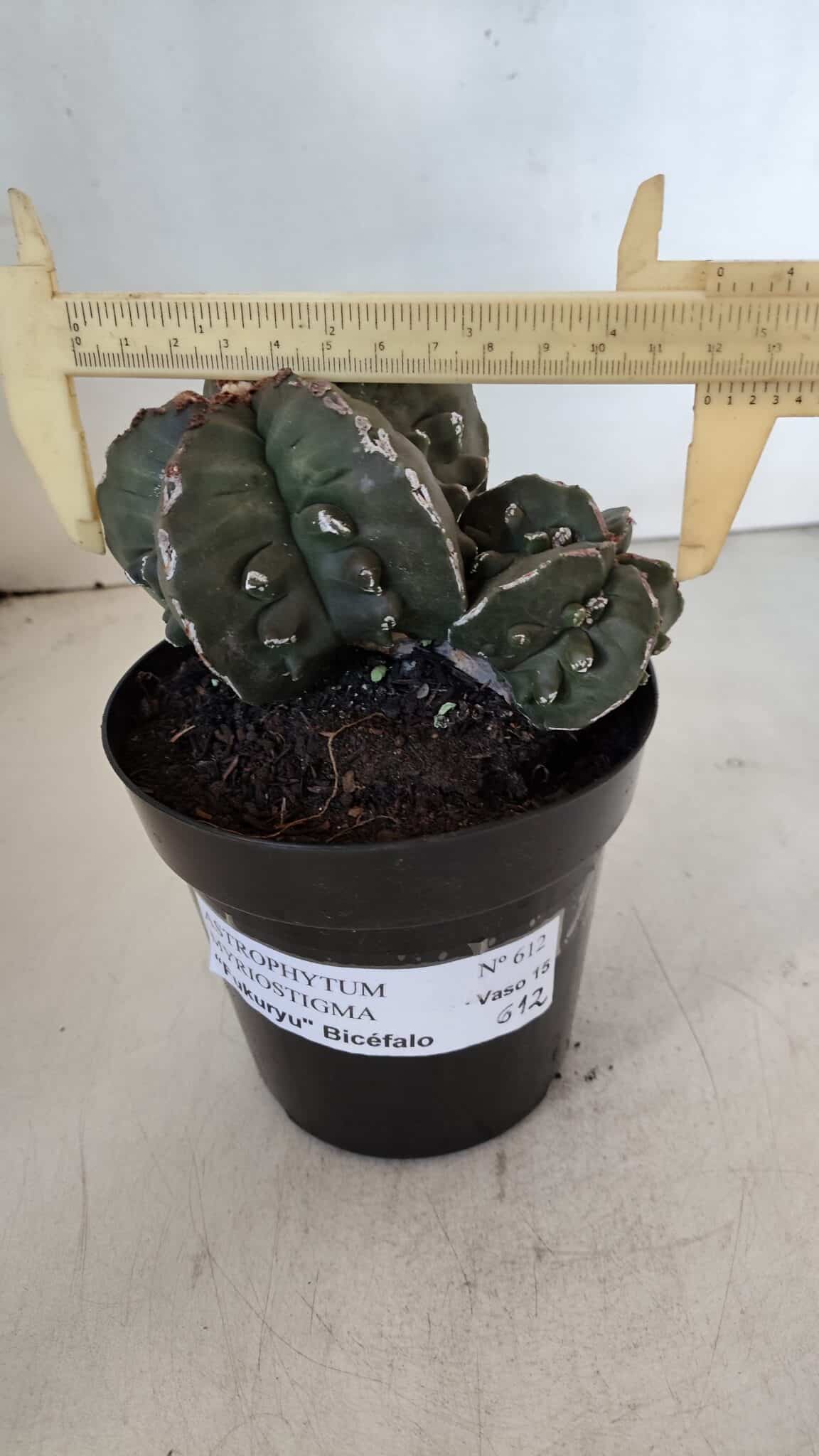 ASTROPHYTUM MYRIOSTIGMA cv FUKURYU "Bicéfalo"  Nº 612 – vaso 15