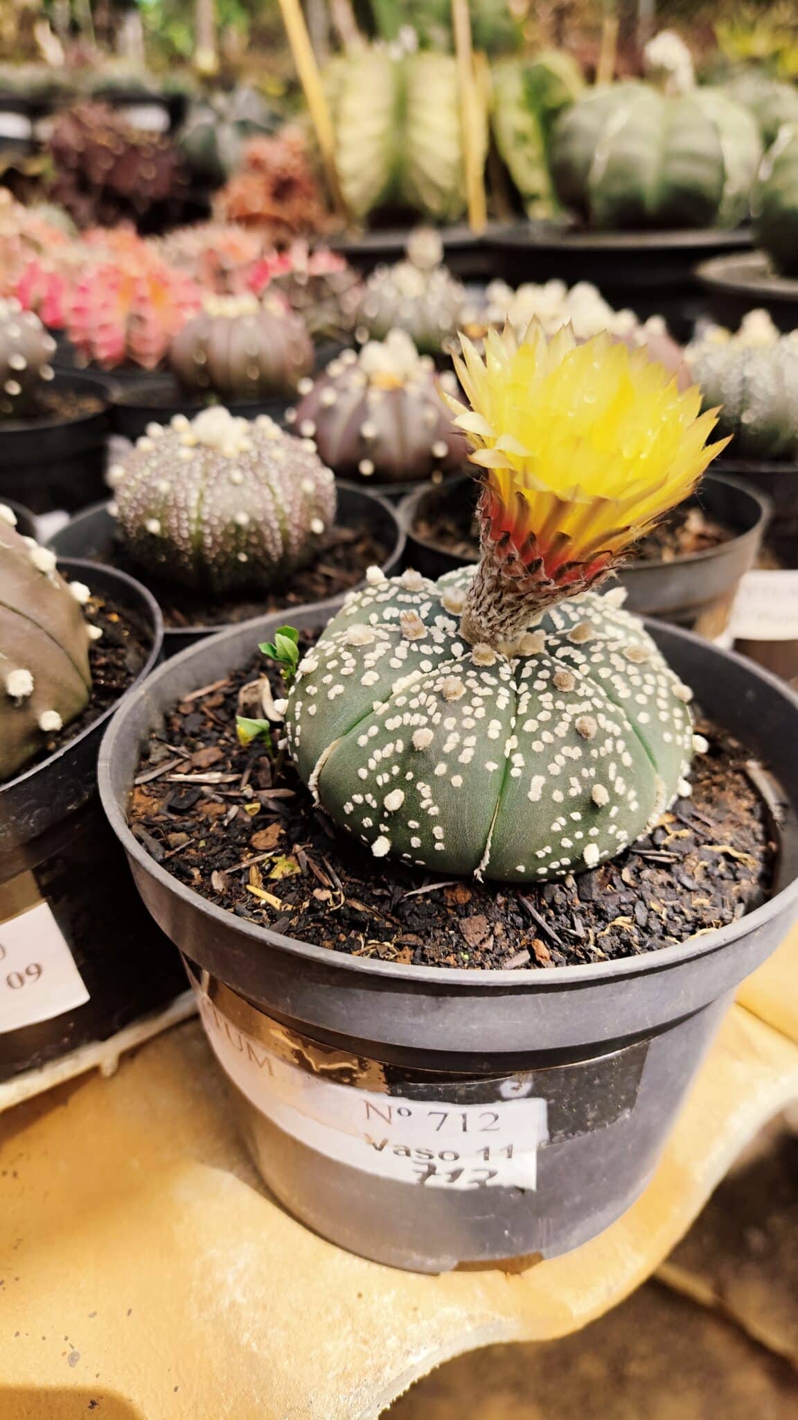 ASTROPHYTUM ASTERIAS  Nº 712 – vaso 11 - foto 2