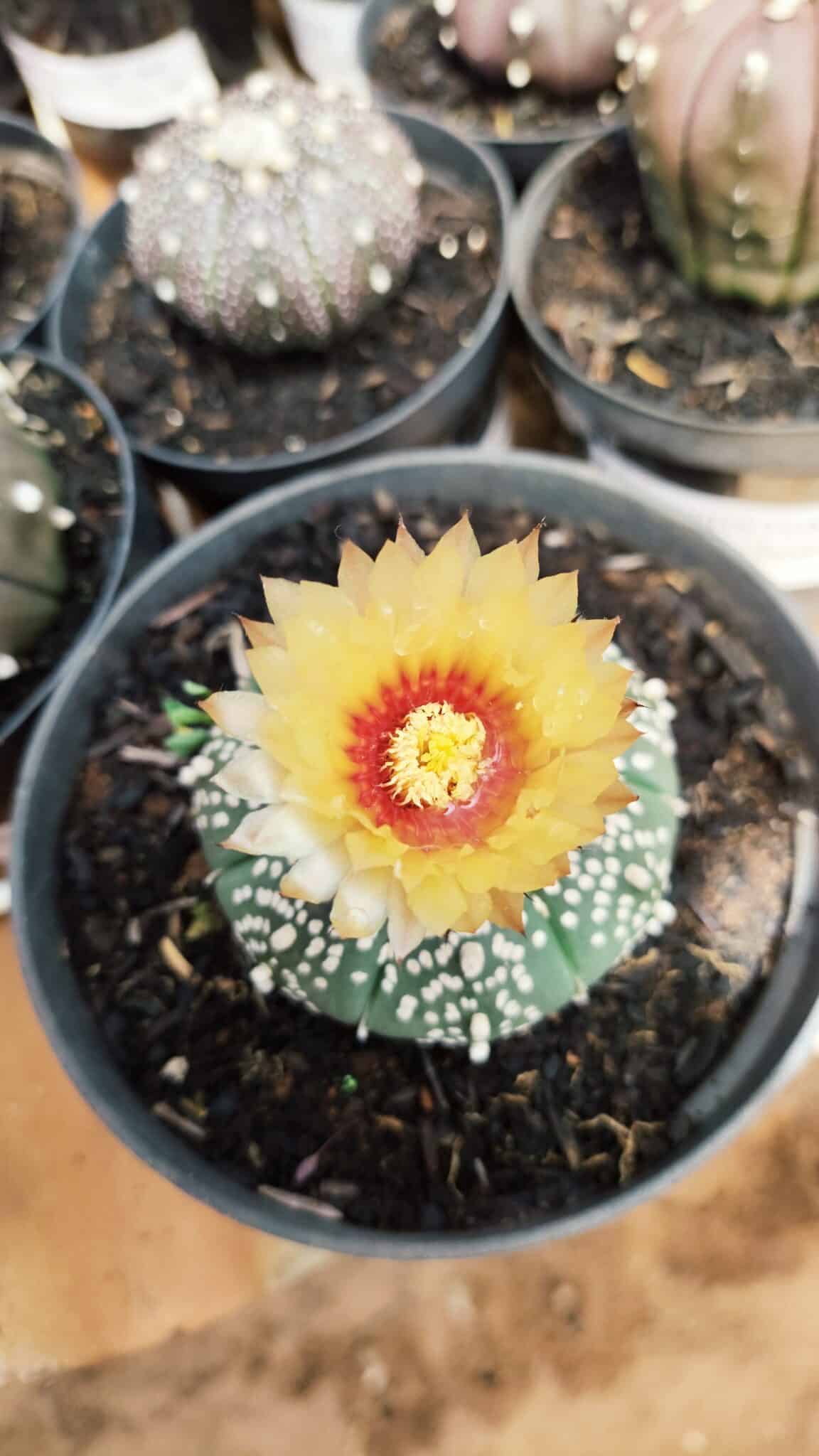 ASTROPHYTUM ASTERIAS  Nº 712 – vaso 11 - foto 3