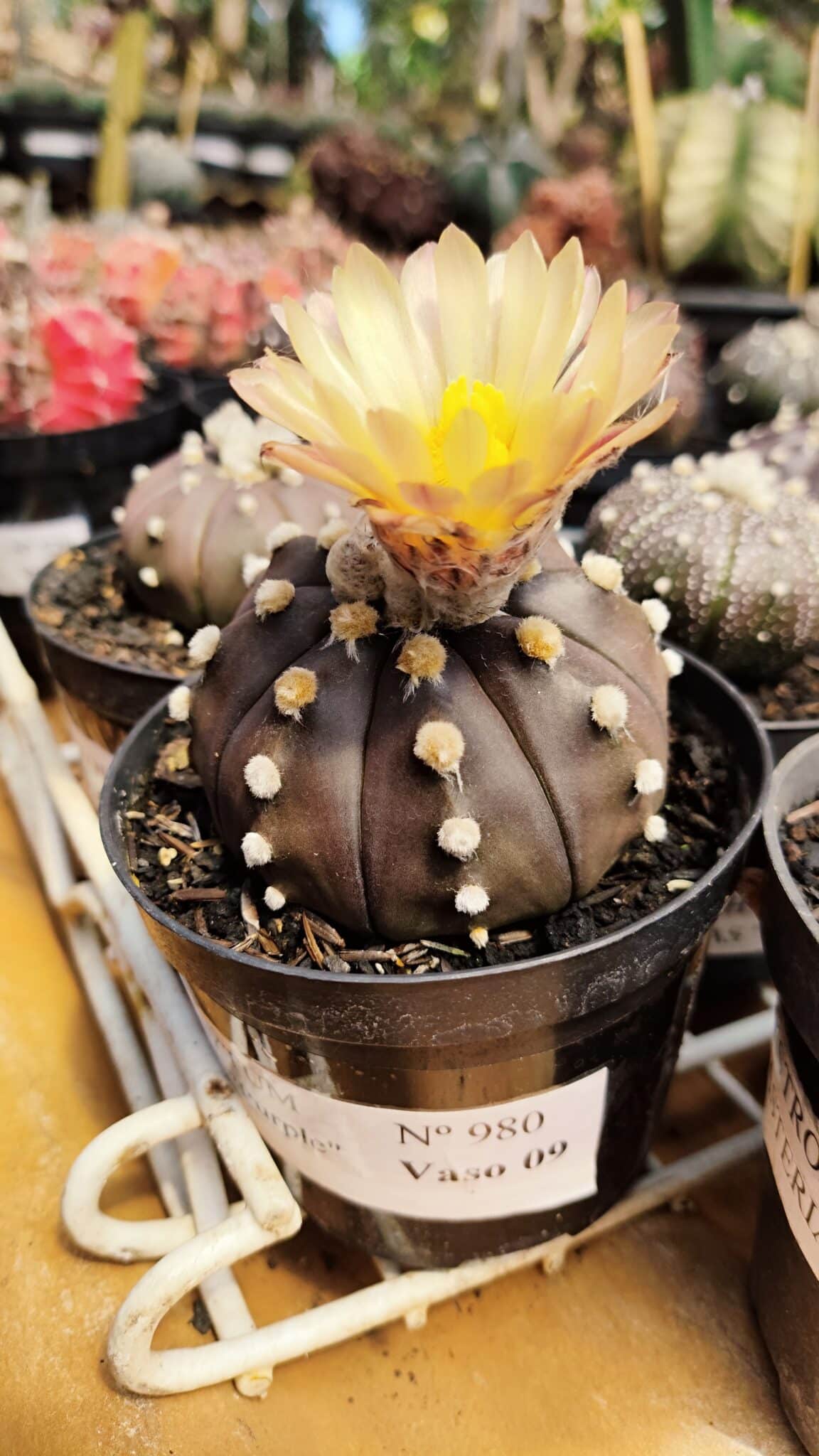 ASTROPHYTUM ASTERIAS “Purple AKABANA”  Nº 980 – vaso 09 - foto 2