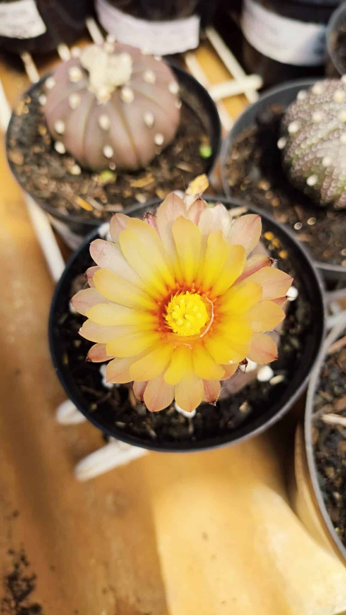 ASTROPHYTUM ASTERIAS “Purple AKABANA”  Nº 980 – vaso 09 - foto 3
