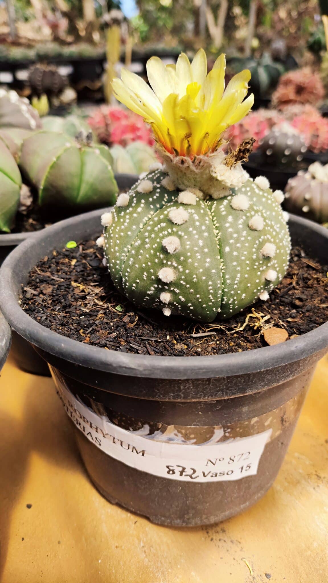 ASTROPHYTUM ASTERIAS Nº 872 – vaso 15 - foto 2