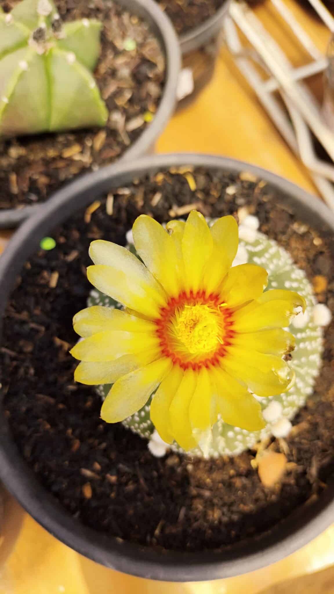 ASTROPHYTUM ASTERIAS Nº 872 – vaso 15 - foto 3