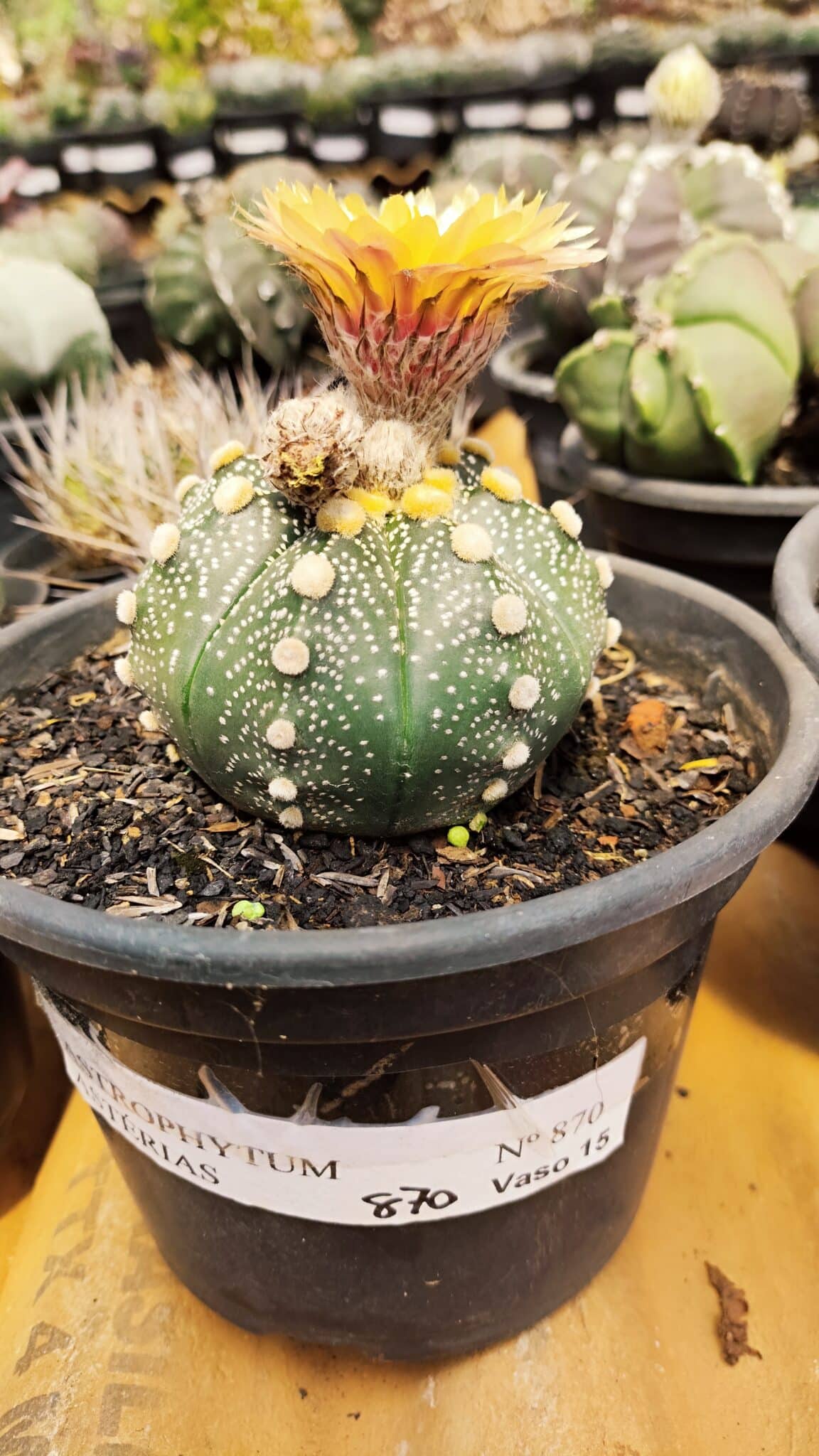 MATRIZ ASTROPHYTUM ASTERIAS Nº 870 – vaso 15 - foto 2