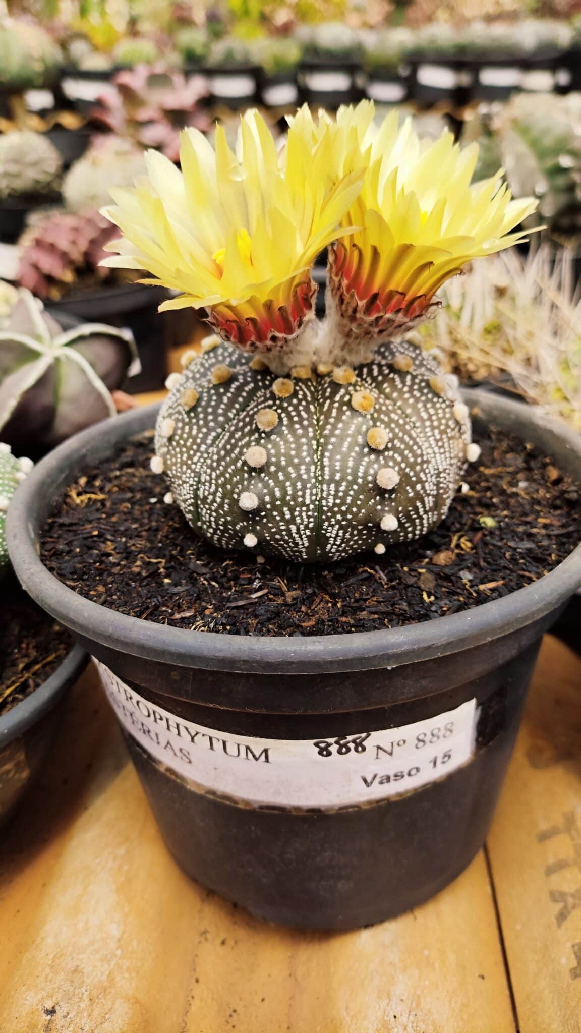 ASTROPHYTUM ASTERIAS Nº 888 – vaso 15 - foto 2