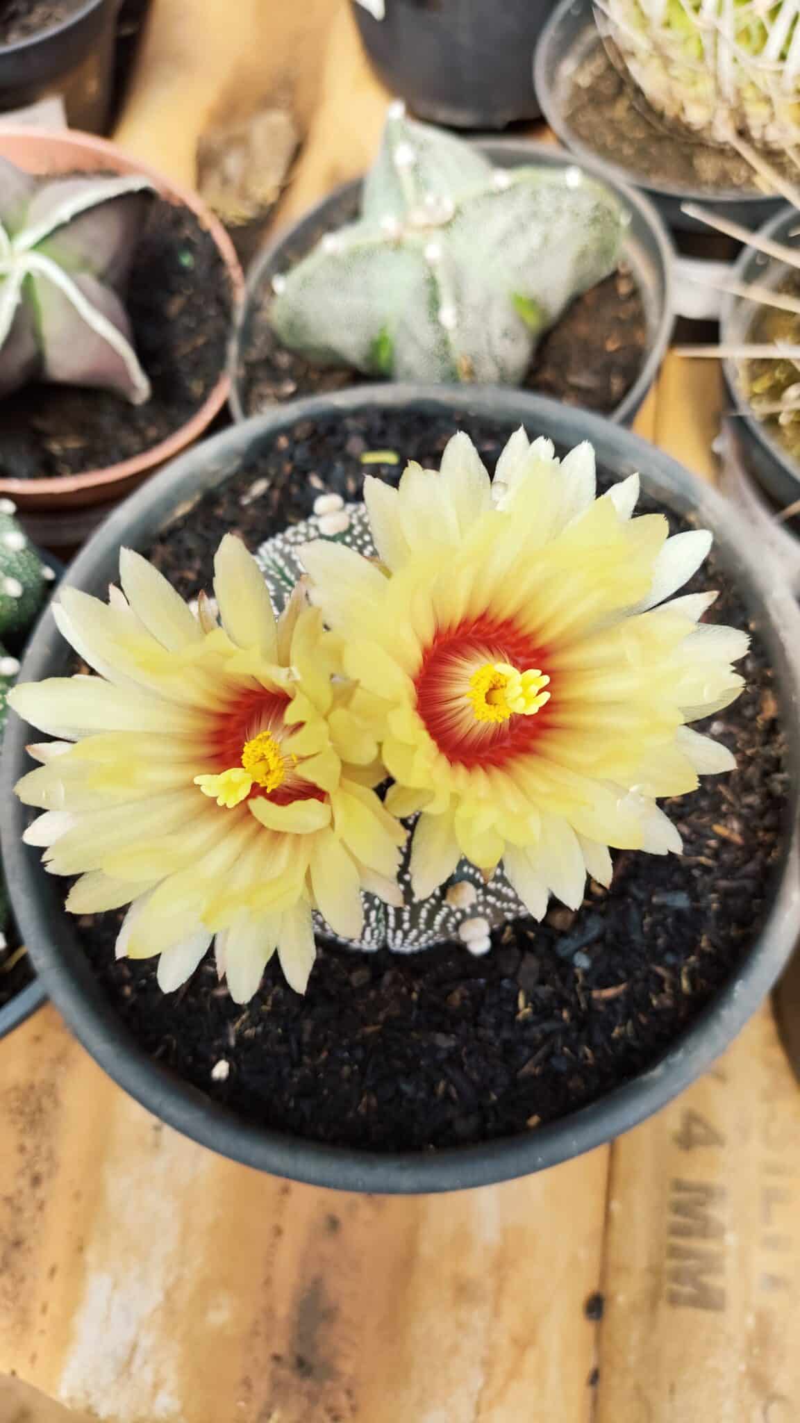 ASTROPHYTUM ASTERIAS Nº 888 – vaso 15 - foto 3