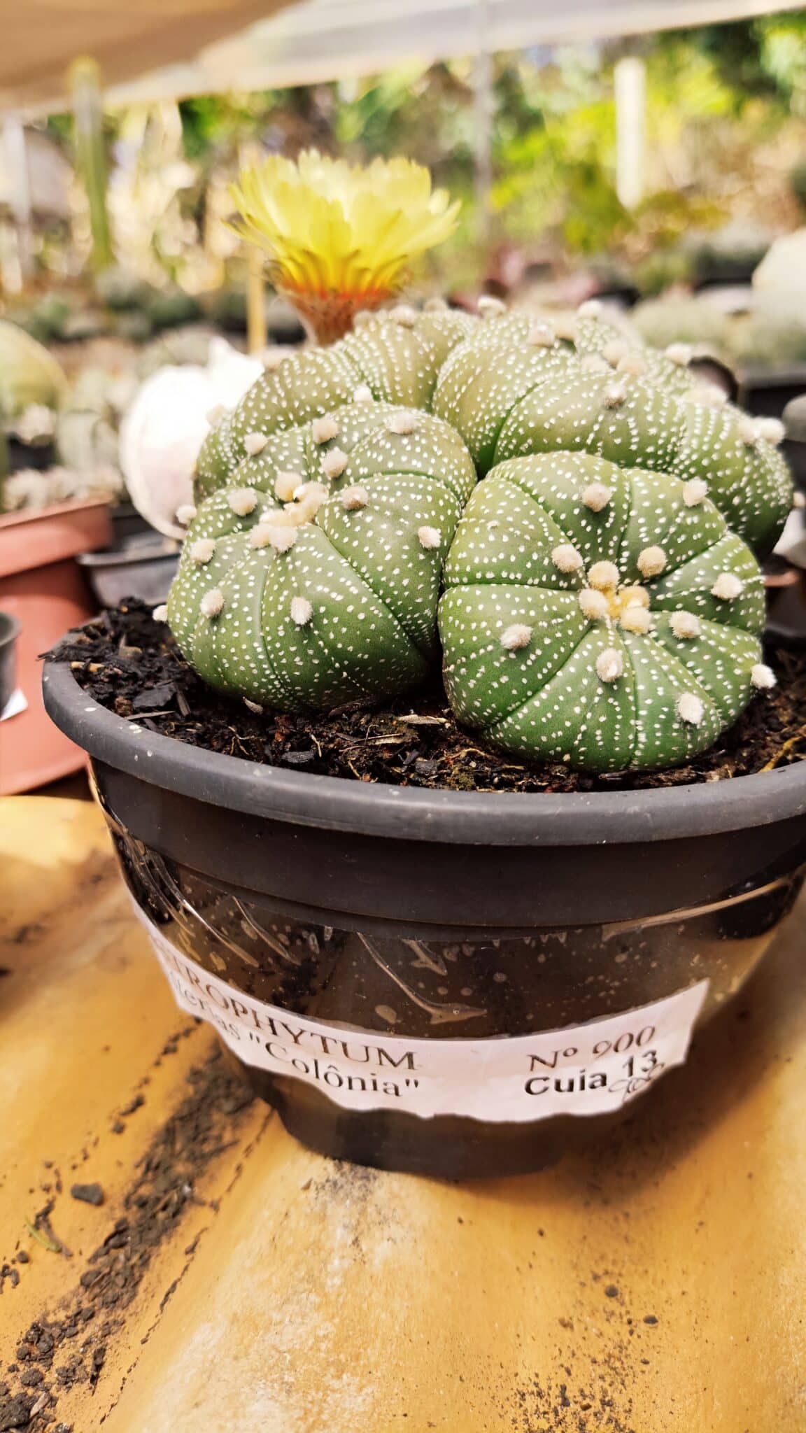ASTROPHYTUM ASTERIAS "Colônia”  Nº 900 – Cuia 13 - foto 2