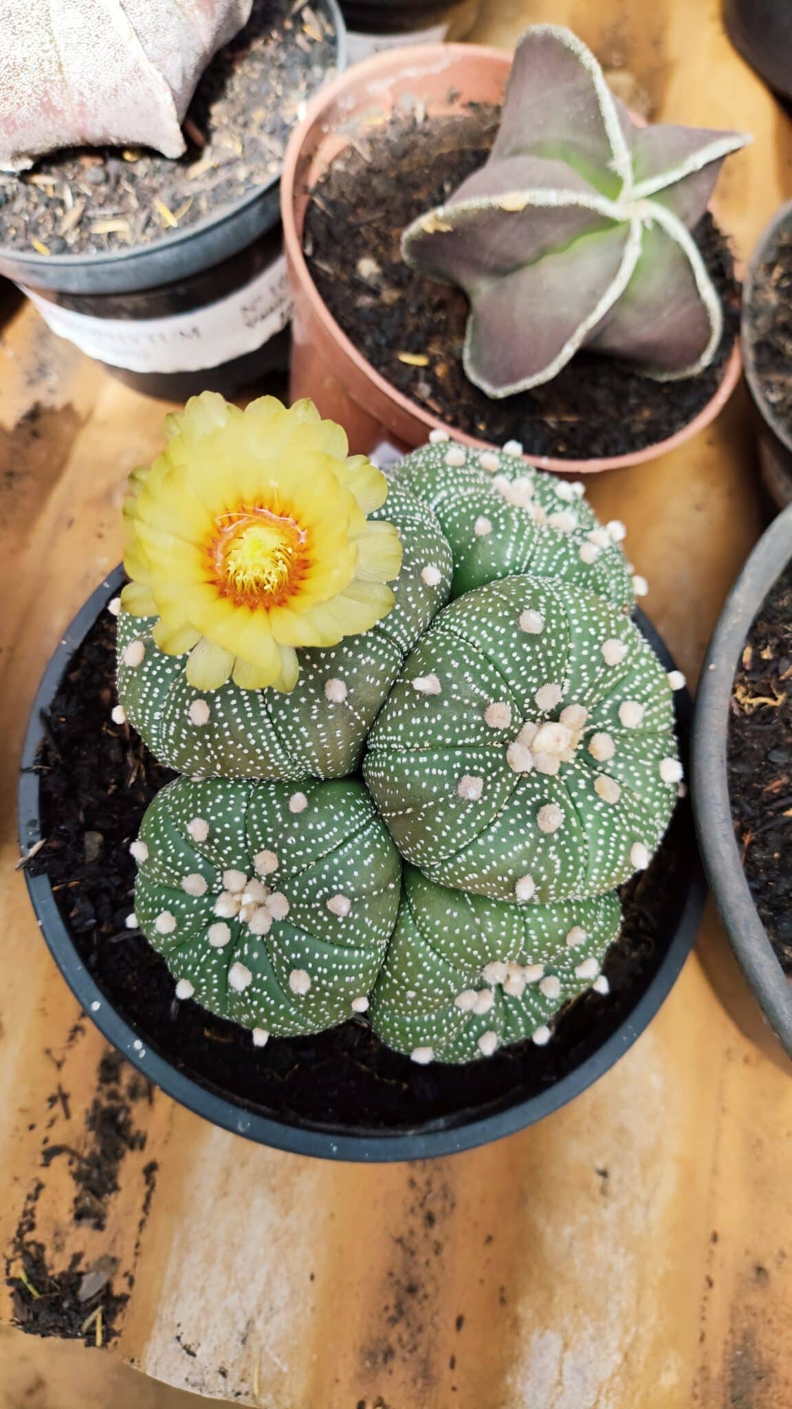 ASTROPHYTUM ASTERIAS "Colônia”  Nº 900 – Cuia 13 - foto 3