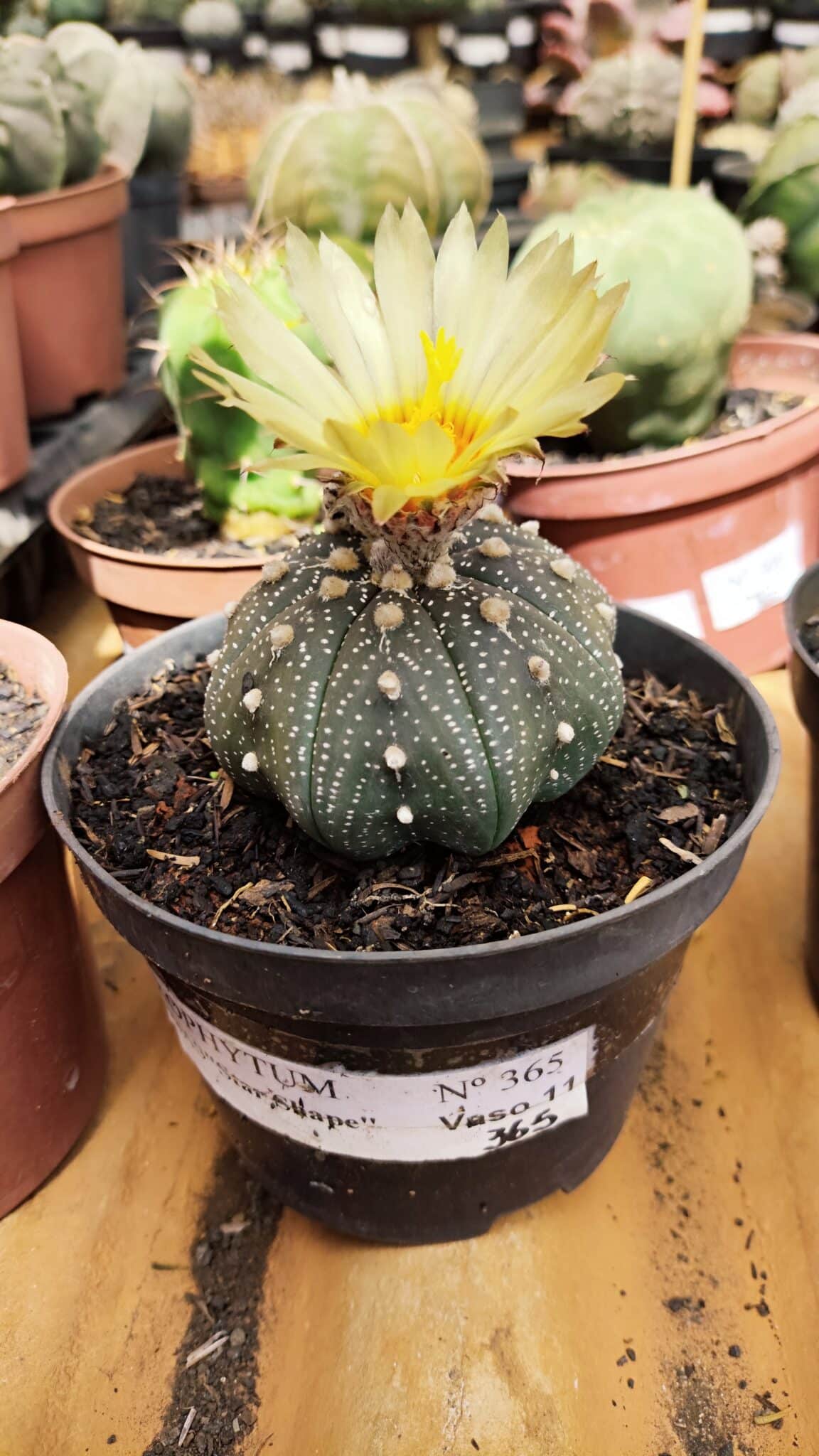 ASTROPHYTUM ASTERIAS STAR SHAPE Nº 365 – vaso 11 - foto 2