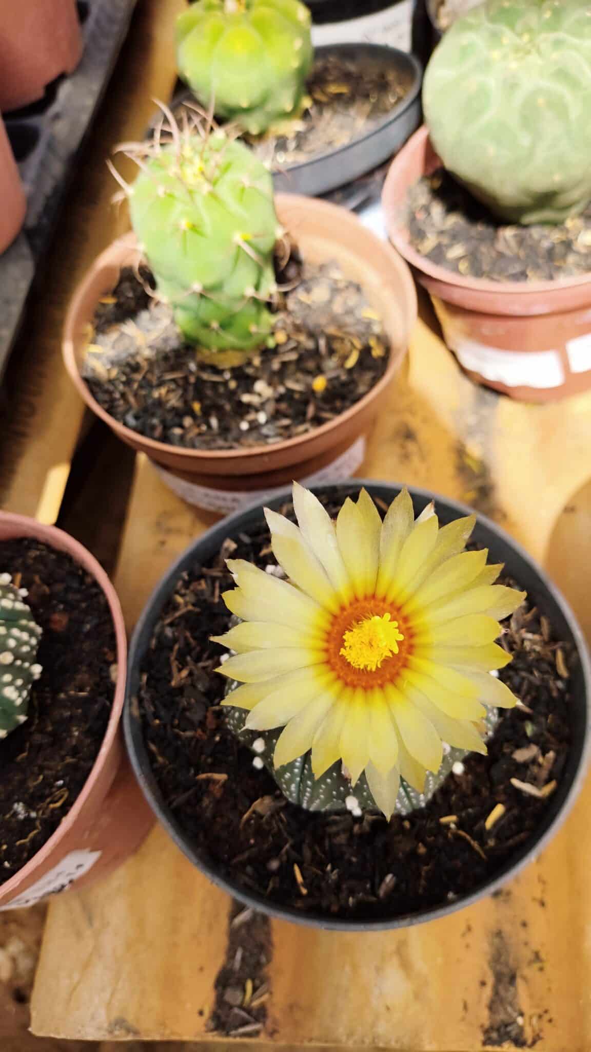 ASTROPHYTUM ASTERIAS STAR SHAPE Nº 365 – vaso 11 - foto 3