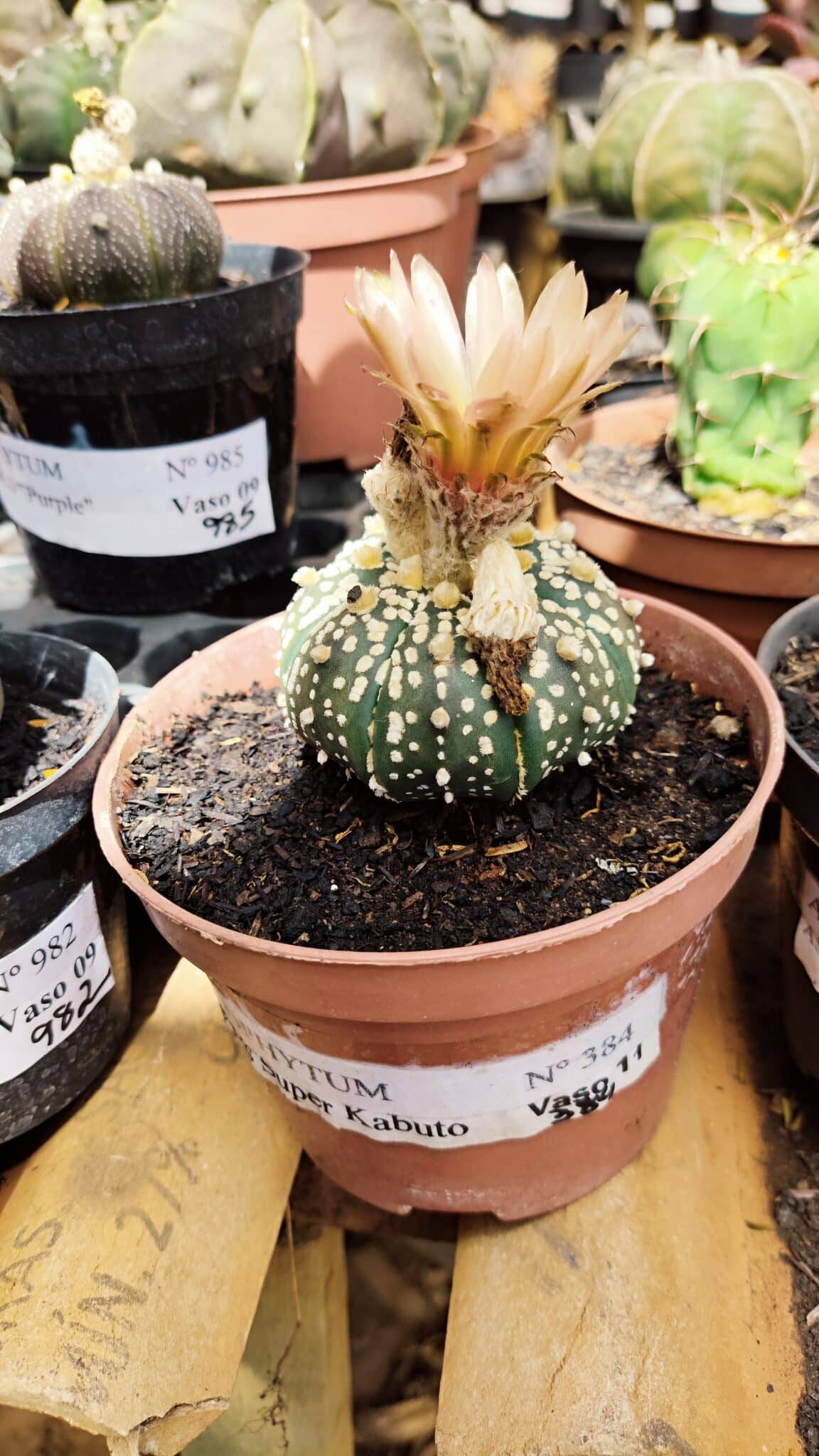 ASTROPHYTUM ASTERIAS SUPER KABUTO  Nº 384 - vaso 11 - foto 2