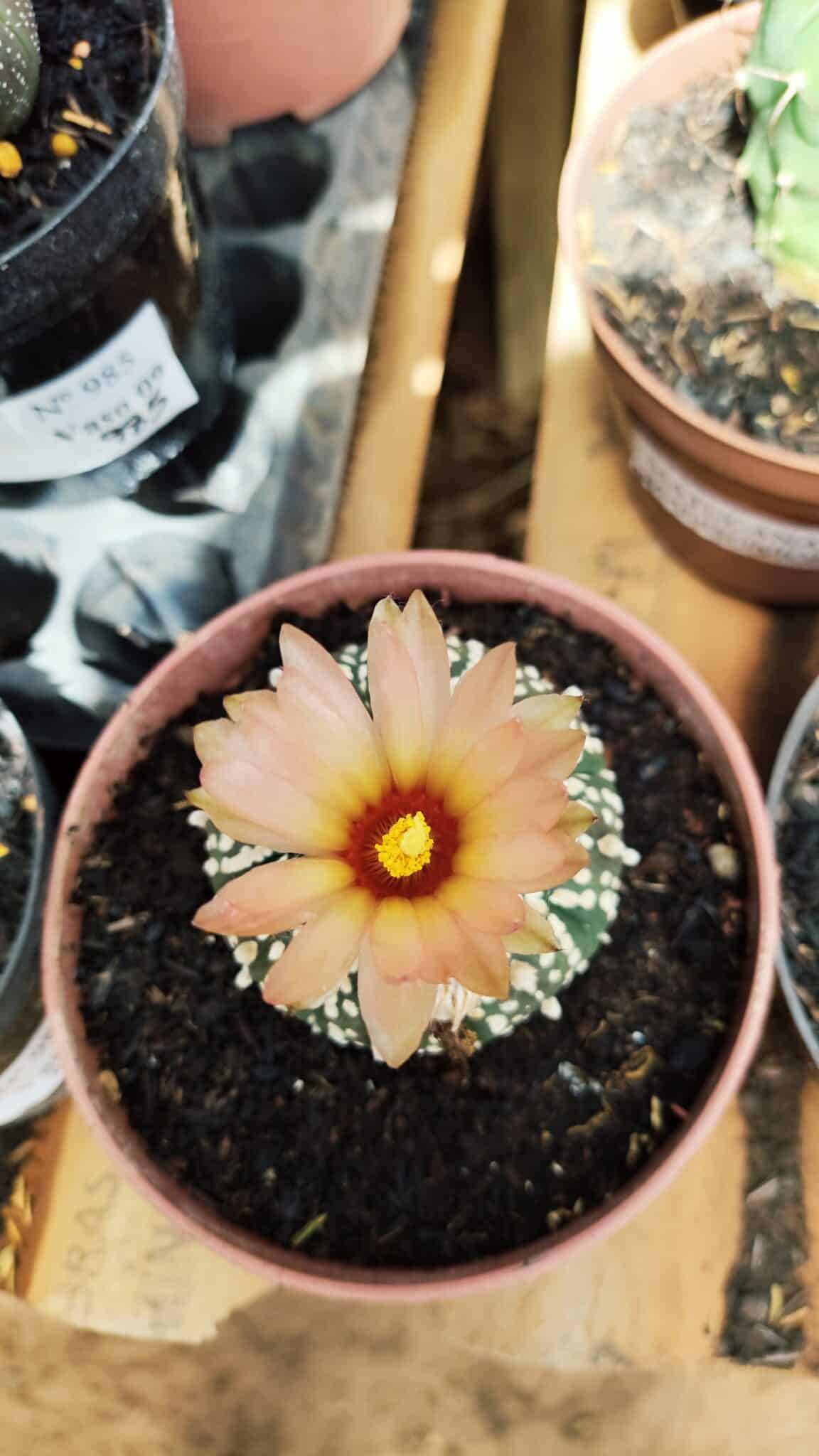 ASTROPHYTUM ASTERIAS SUPER KABUTO  Nº 384 - vaso 11 - foto 3