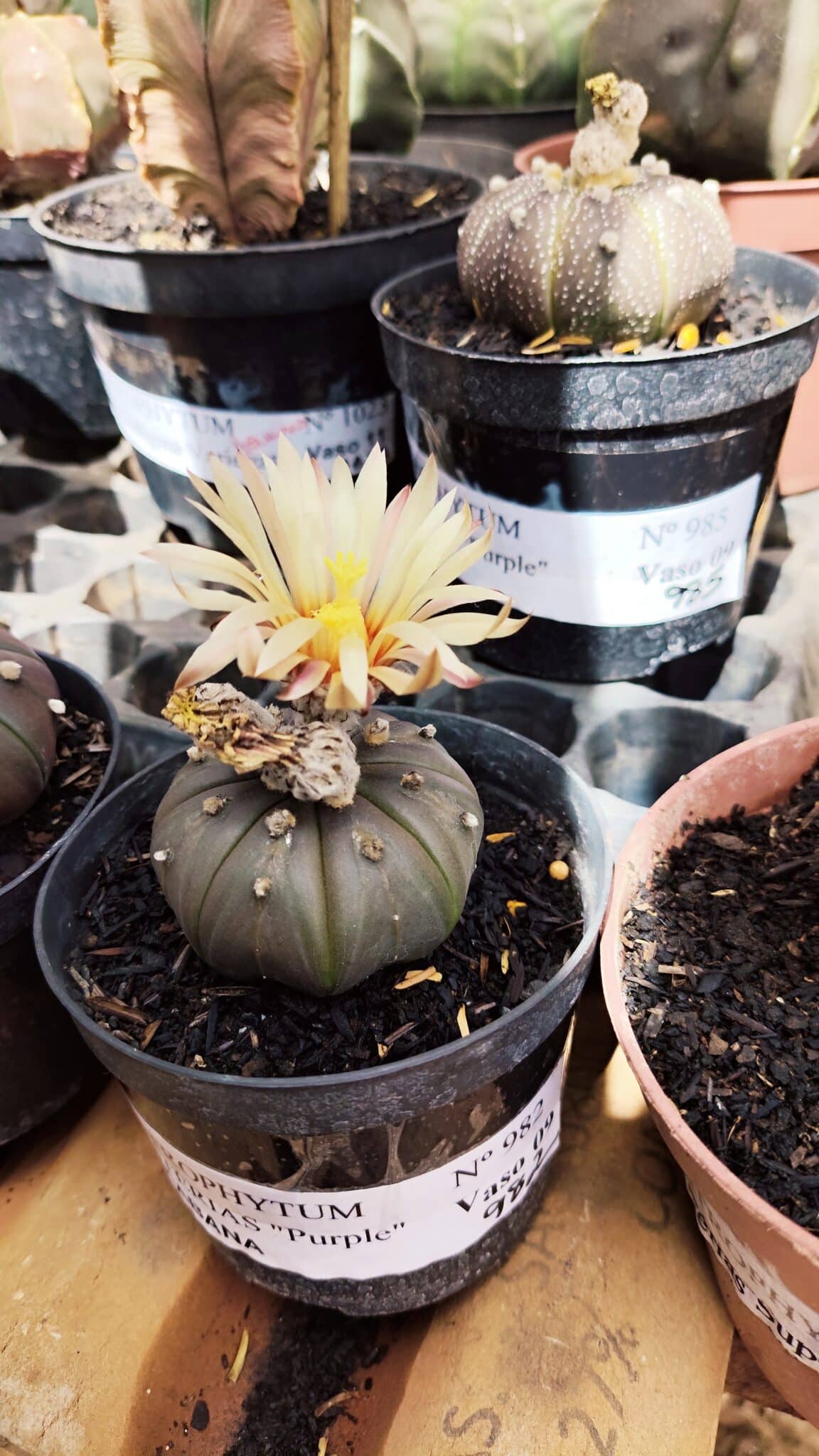 ASTROPHYTUM ASTERIAS “Purple AKABANA”  Nº 982 – vaso 09 - foto 2