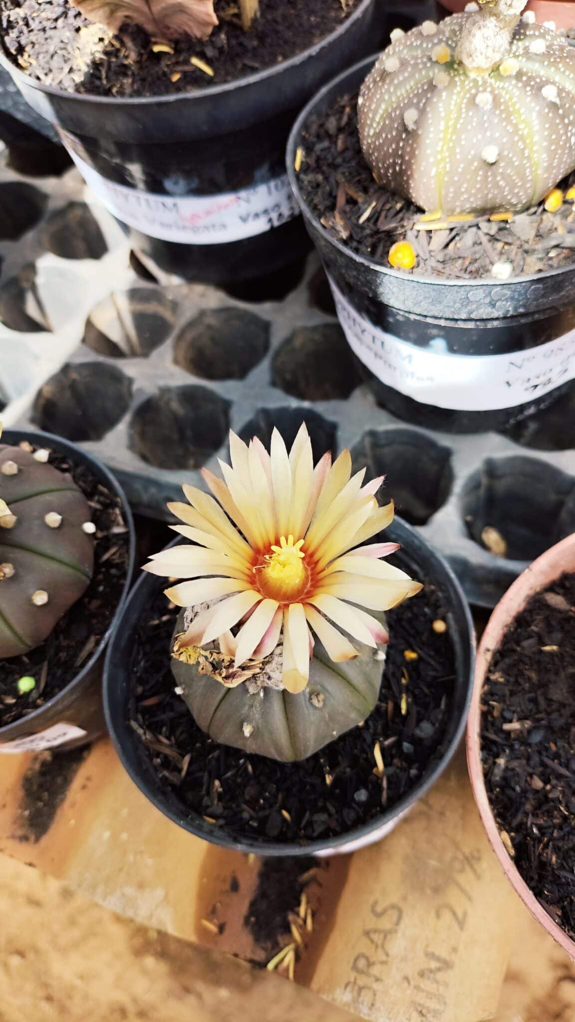 ASTROPHYTUM ASTERIAS “Purple AKABANA”  Nº 982 – vaso 09 - foto 3