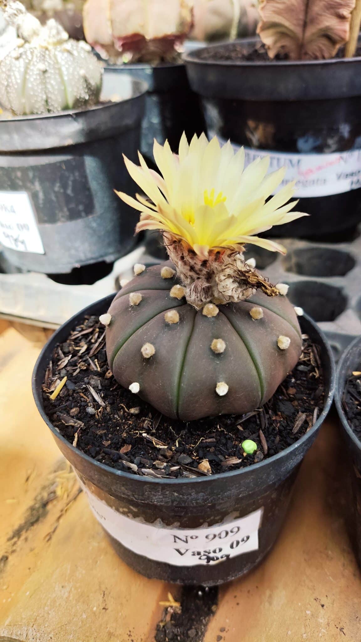 ASTROPHYTUM ASTERIAS “Purple”  Nº 909 – vaso 09 - foto 2