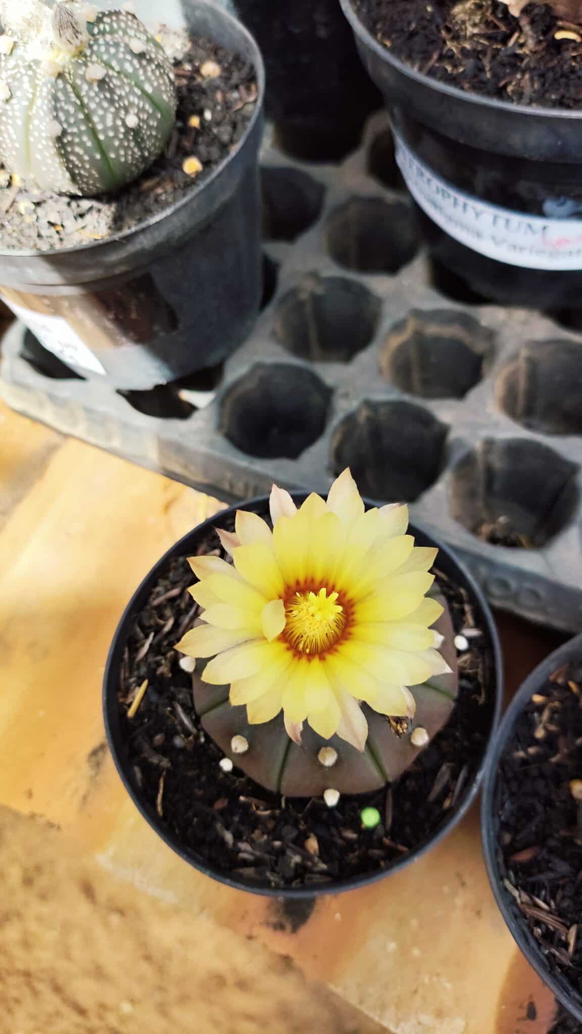 ASTROPHYTUM ASTERIAS “Purple”  Nº 909 – vaso 09 - foto 3