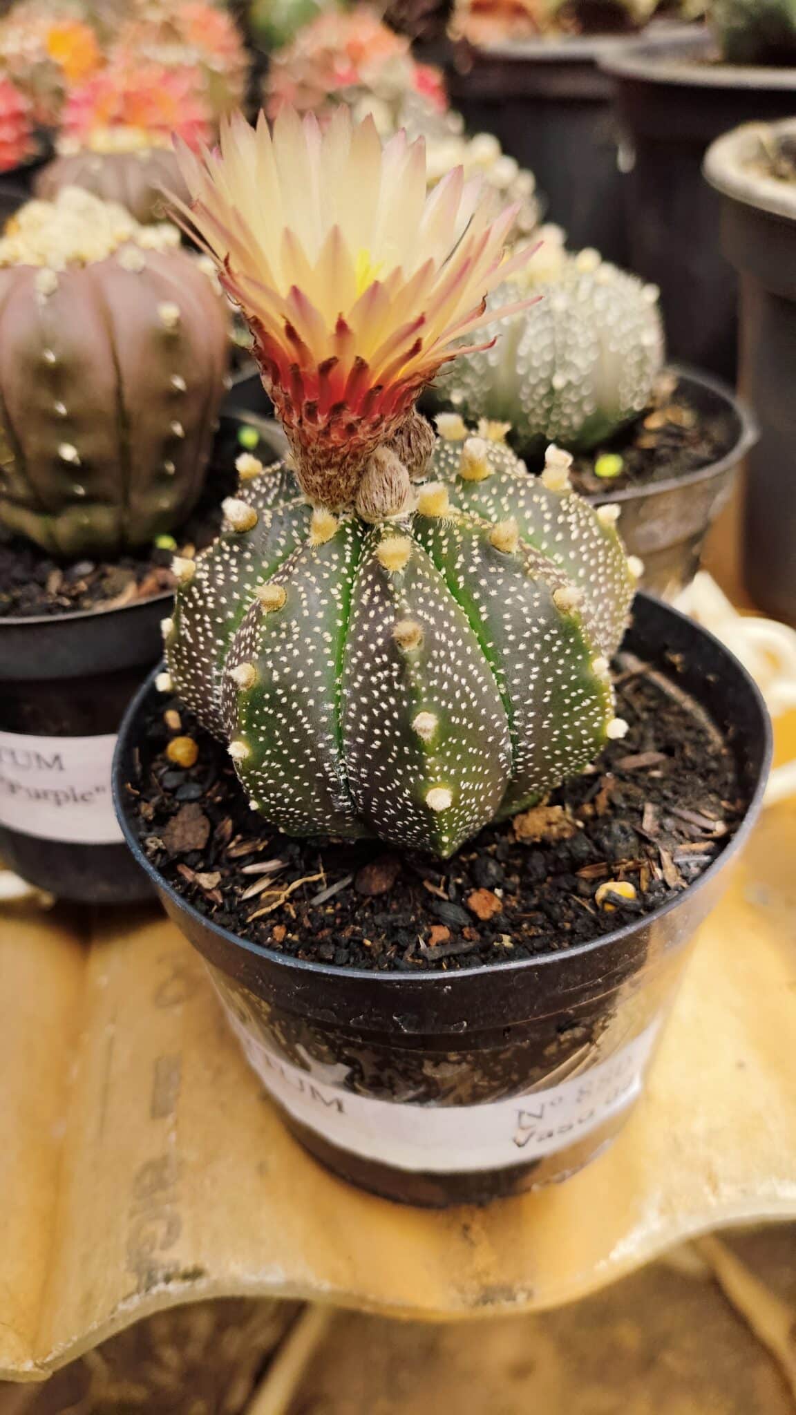 ASTROPHYTUM ASTERIAS Nº 880 – vaso 09 - foto 2