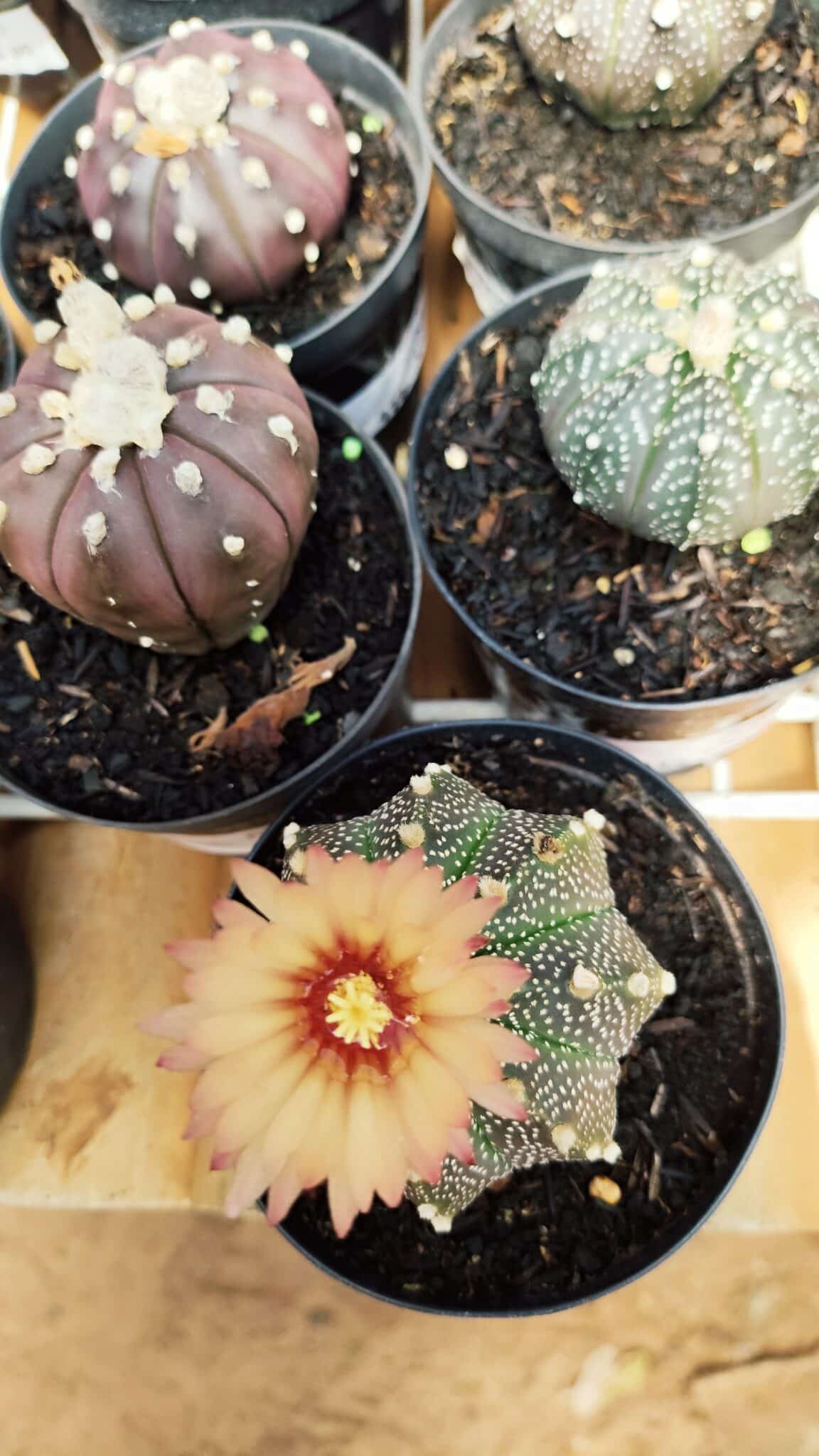 ASTROPHYTUM ASTERIAS Nº 880 – vaso 09 - foto 3