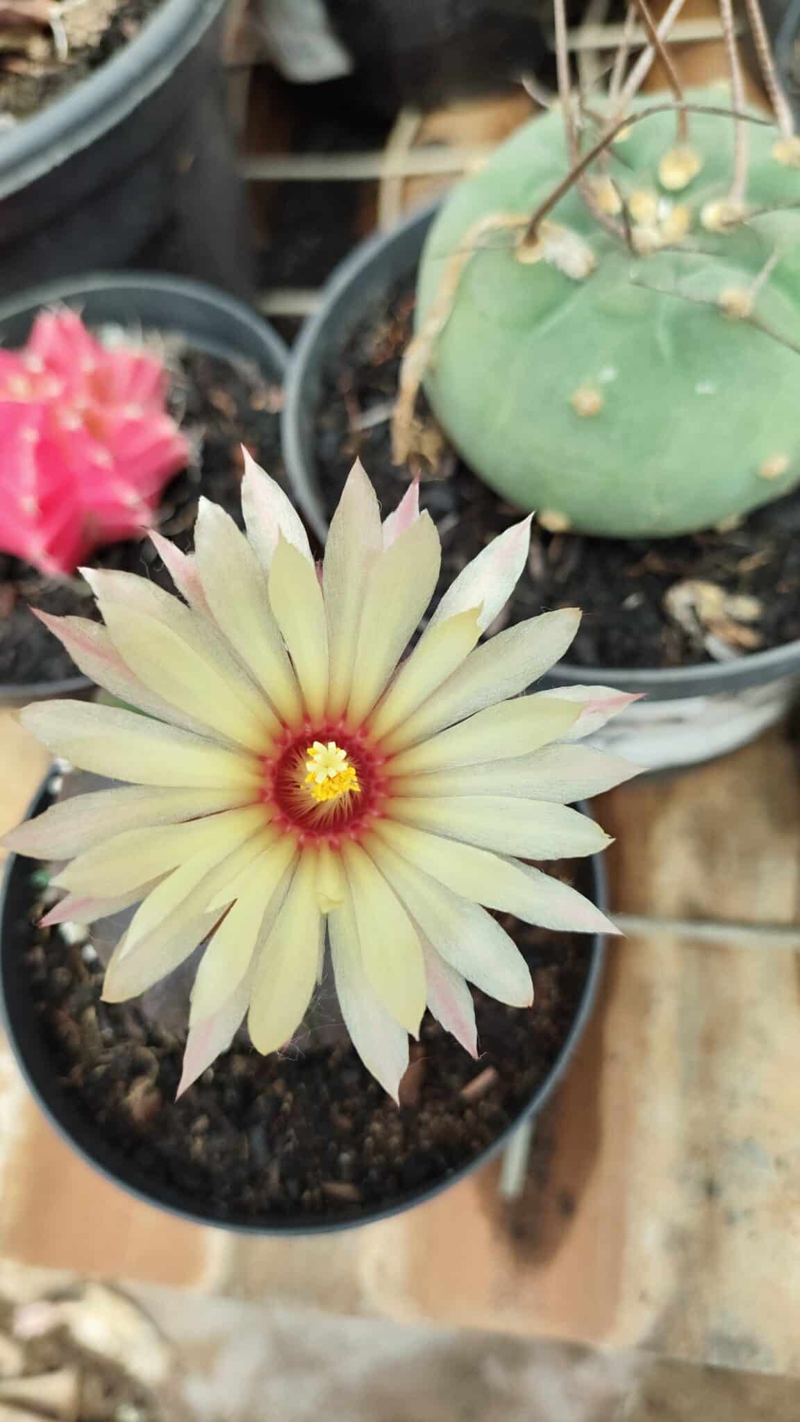ASTROPHYTUM ASTERIAS “Purple”  Nº 957 – vaso 09 - foto 3