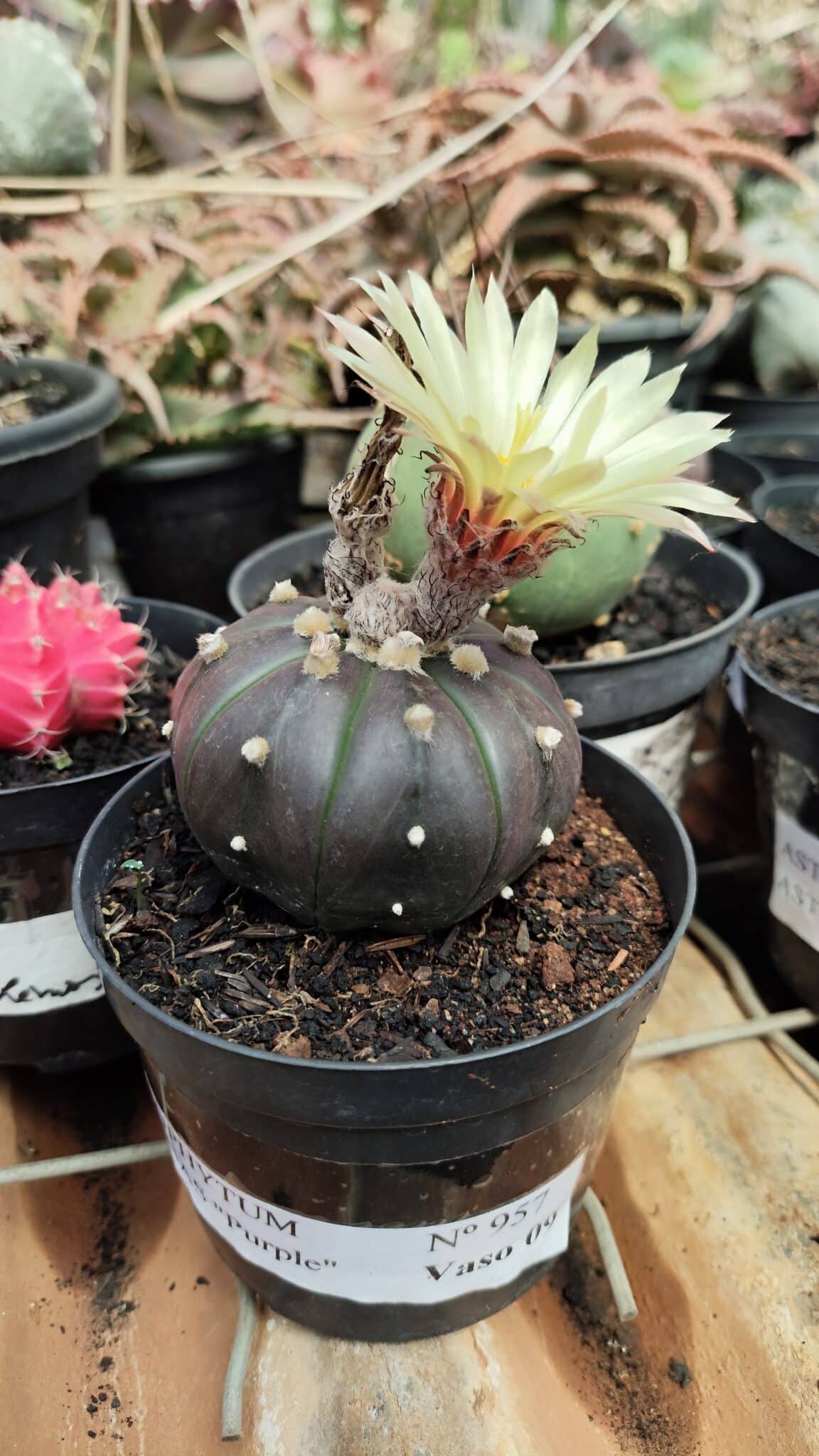 ASTROPHYTUM ASTERIAS “Purple”  Nº 957 – vaso 09 - foto 2