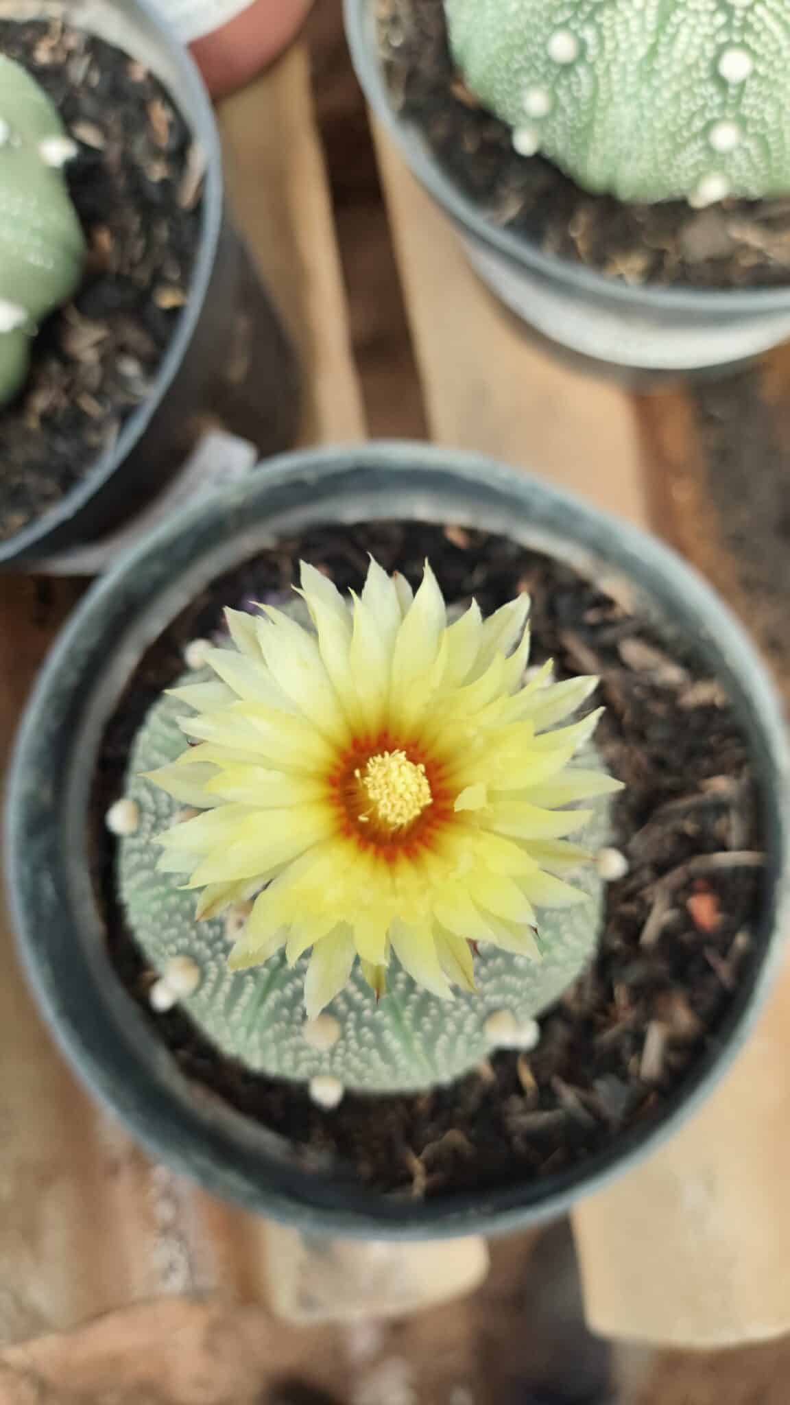 ASTROPHYTUM ASTERIAS STAR SHAPE Nº 385 – vaso 11