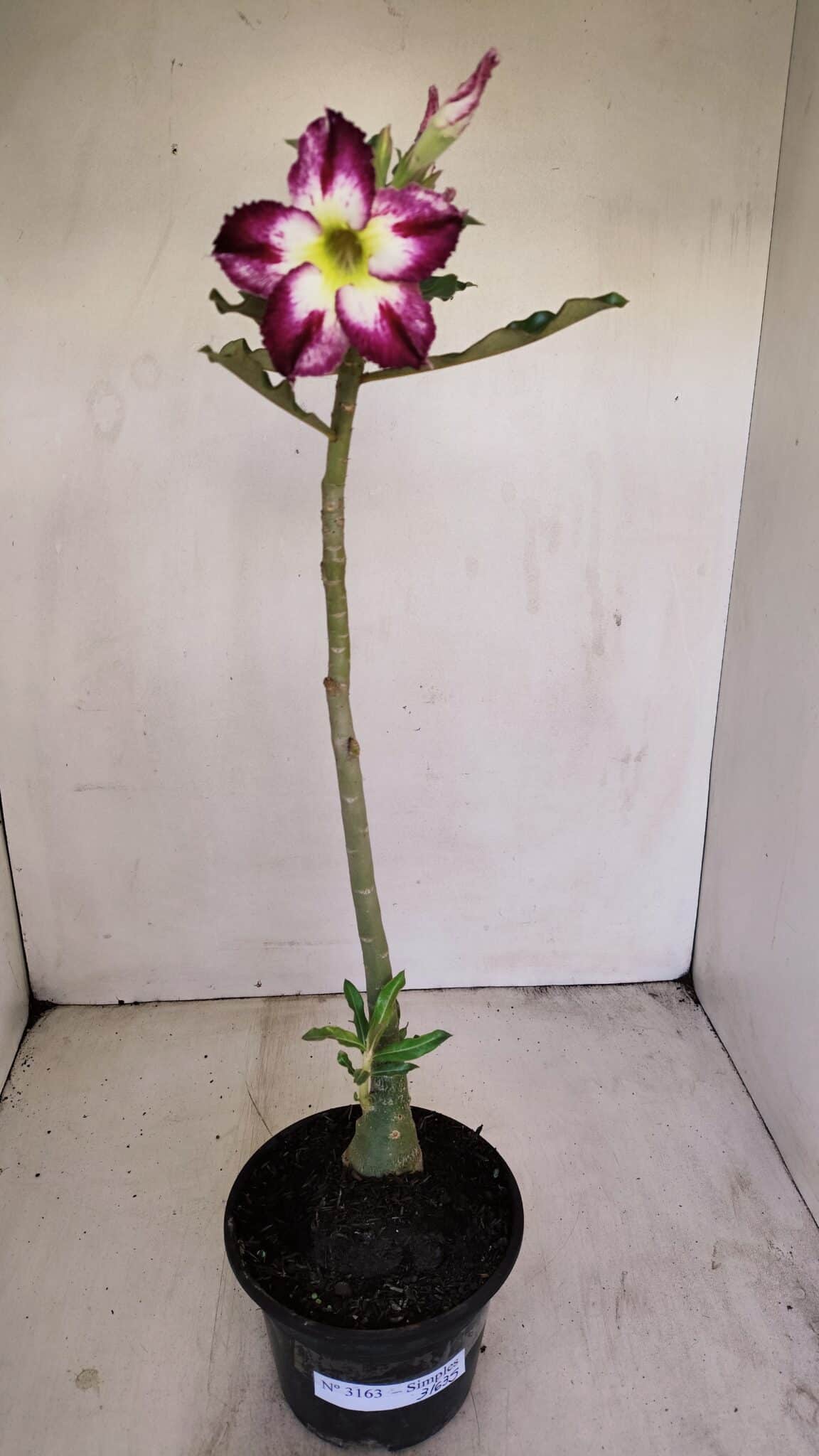 Planta Simples 3163 – 35cm – 03 anos - foto 2