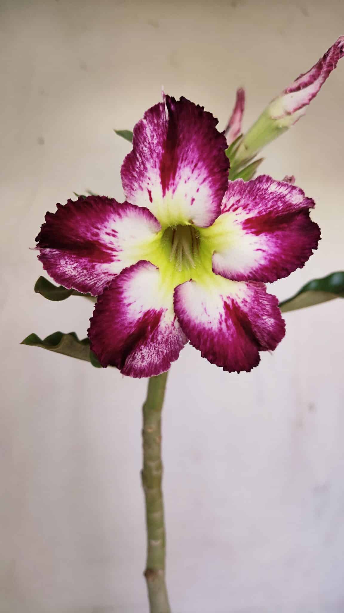 Planta Simples 3163 – 35cm – 03 anos - foto 3