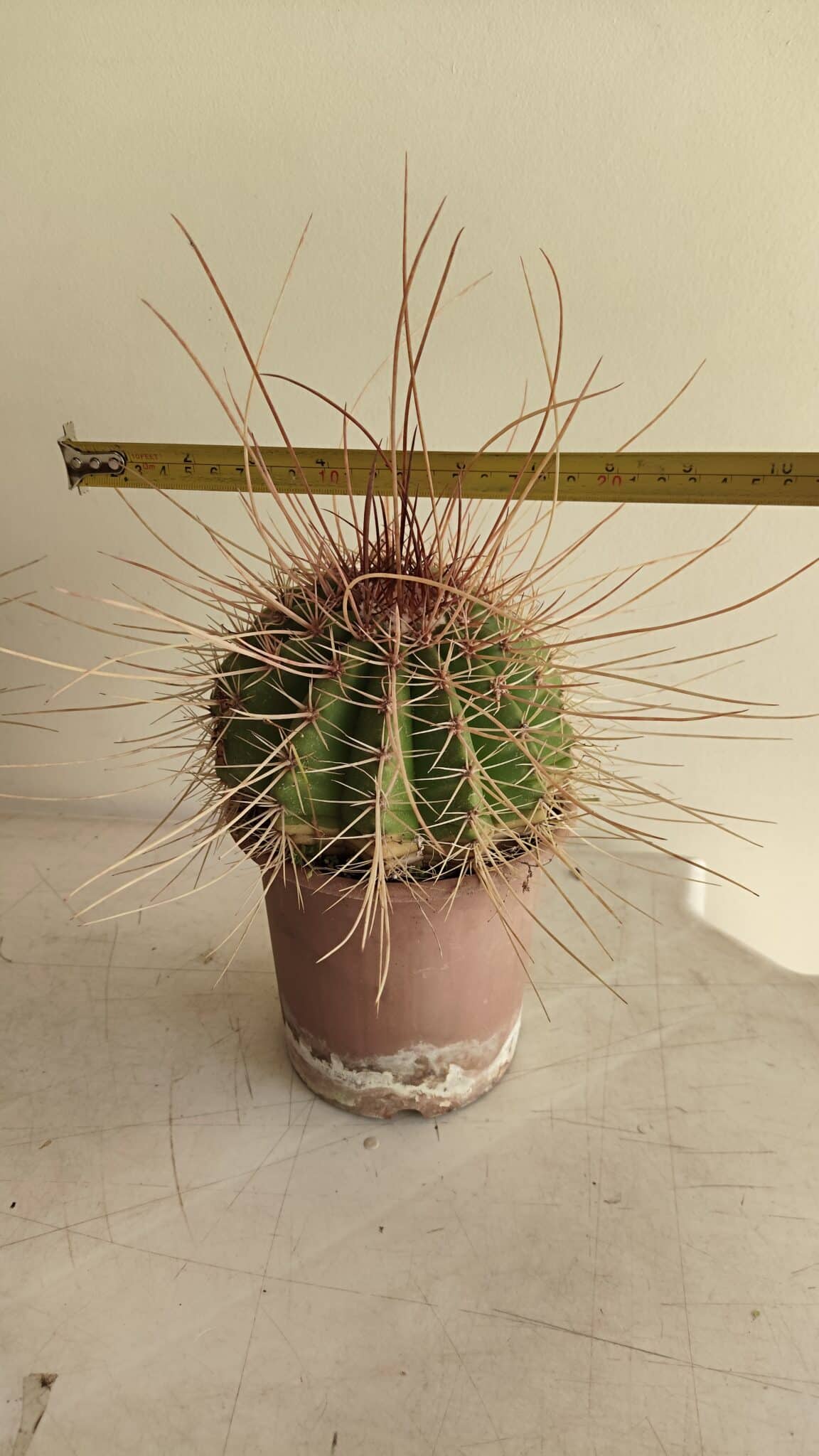 CACTOS HEMILLY – vaso 15 - Adenium Rosa do Deserto