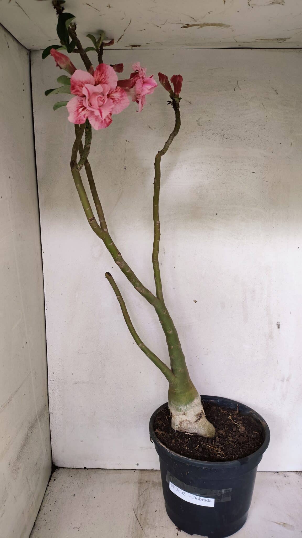 Planta Dobrada 3602 – 65cm – 04 anos - foto 2