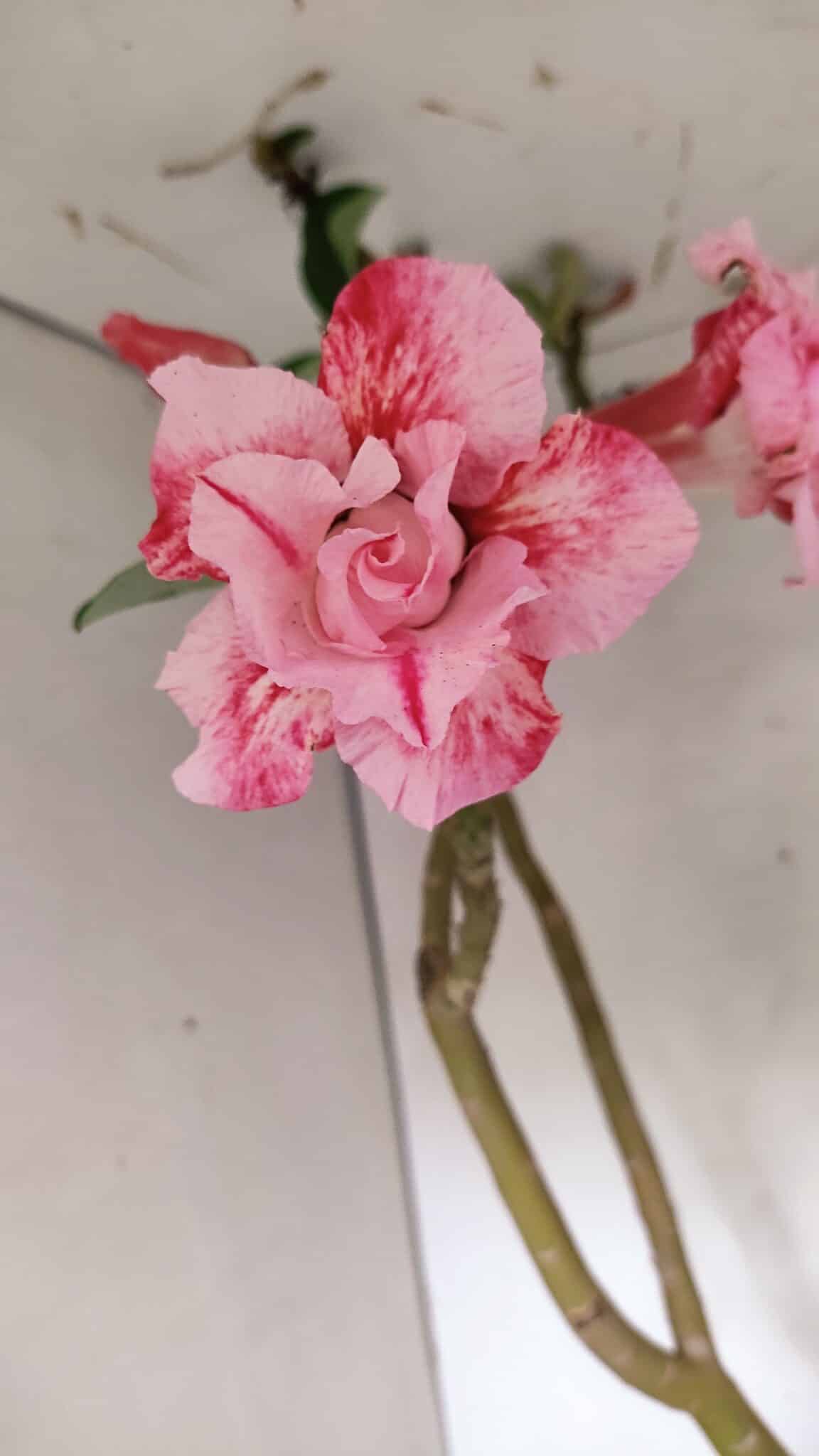 Planta Dobrada 3602 – 65cm – 04 anos - foto 3