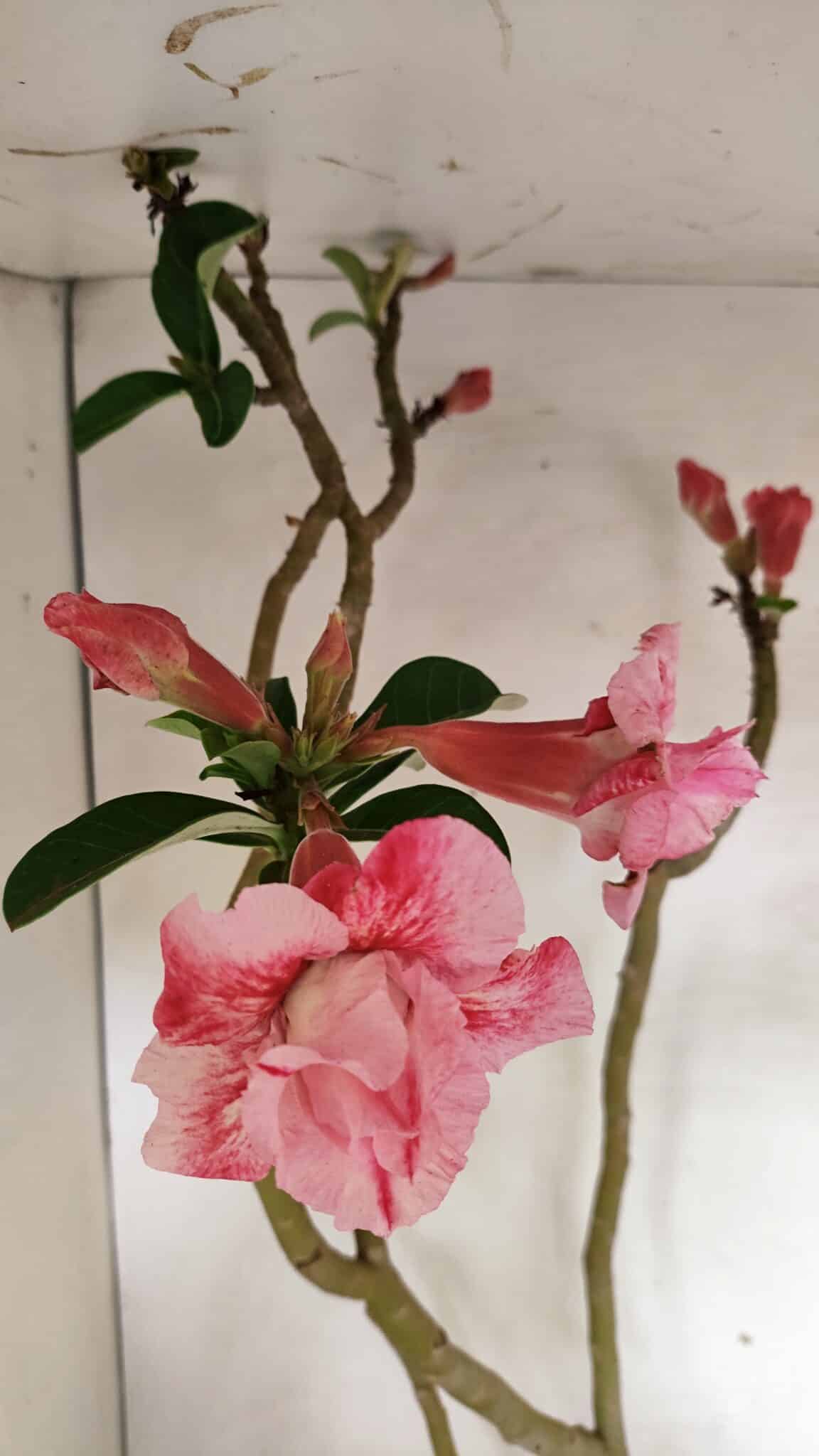 Planta Dobrada 3602 – 65cm – 04 anos - foto 4