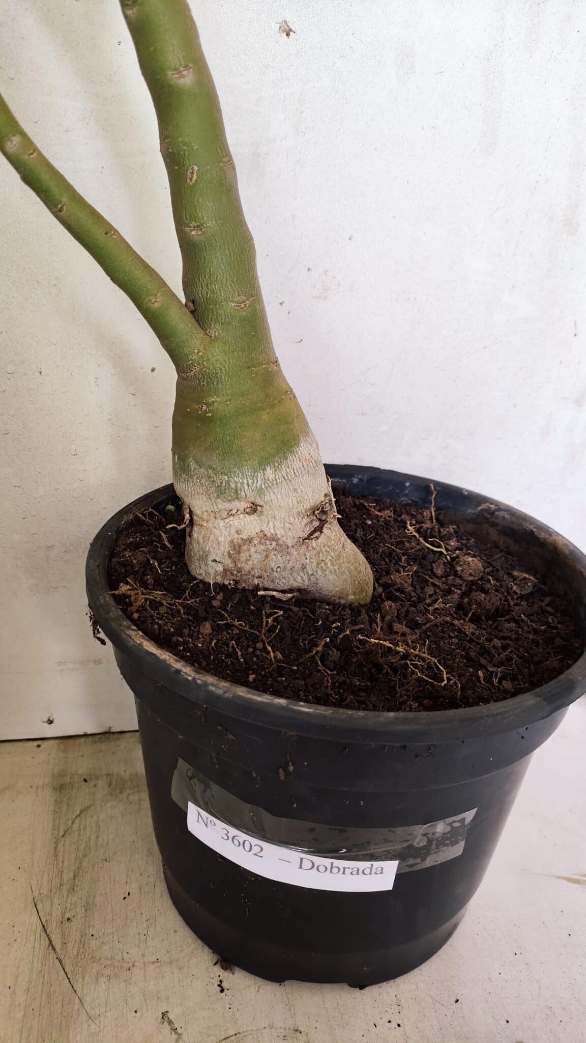 Planta Dobrada 3602 – 65cm – 04 anos - foto 5