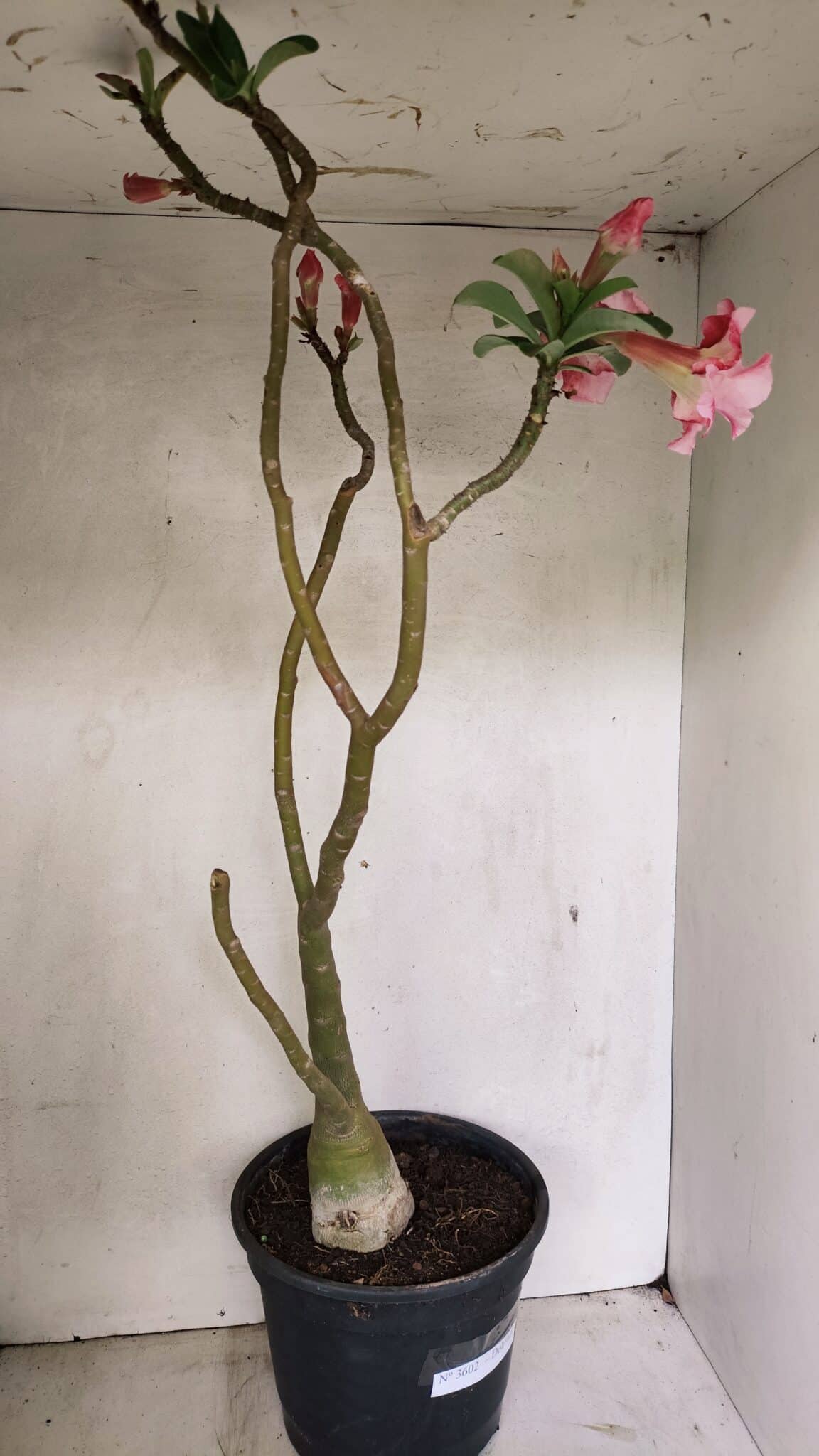 Planta Dobrada 3602 – 65cm – 04 anos - foto 8