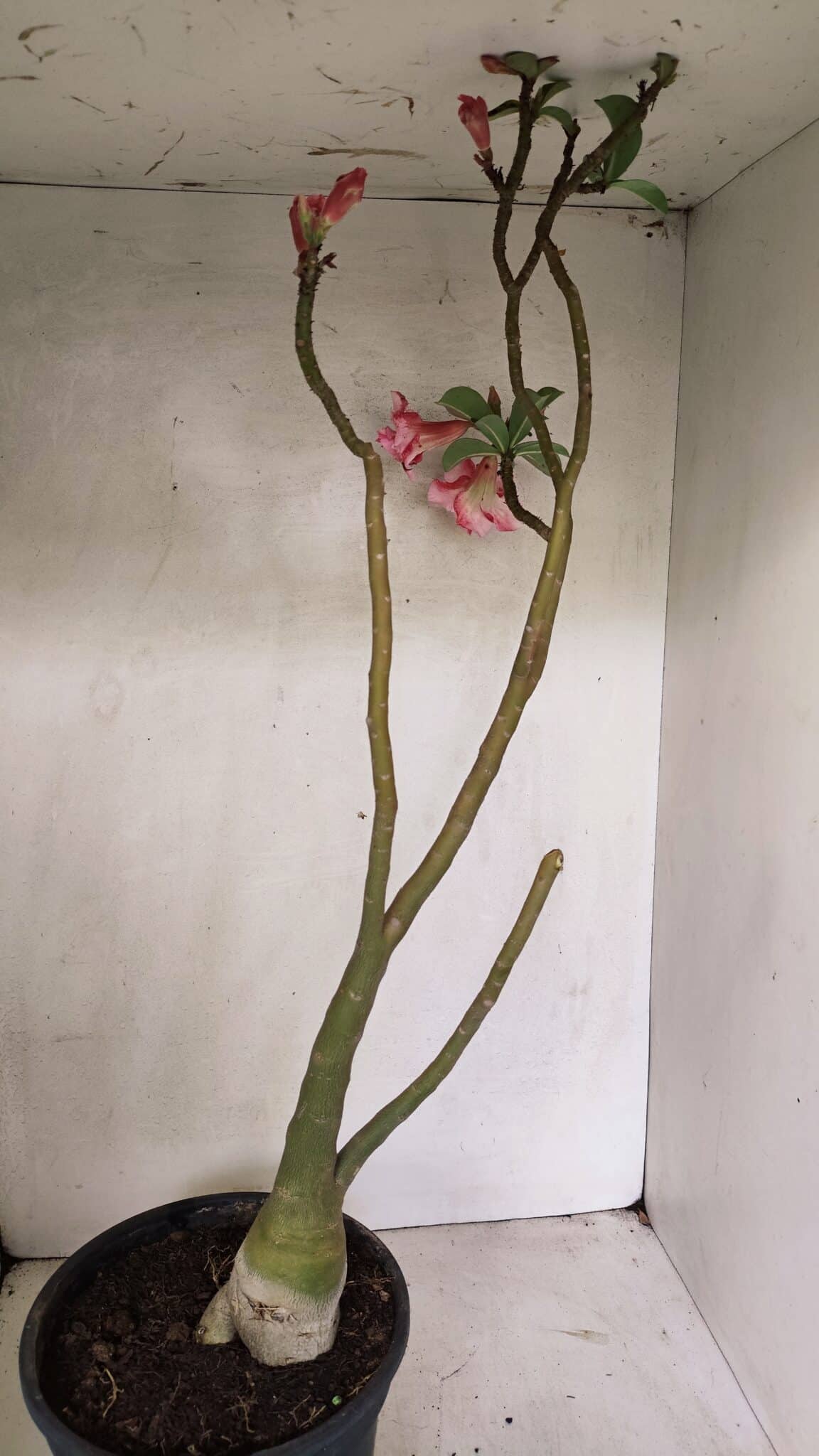 Planta Dobrada 3602 – 65cm – 04 anos - foto 7