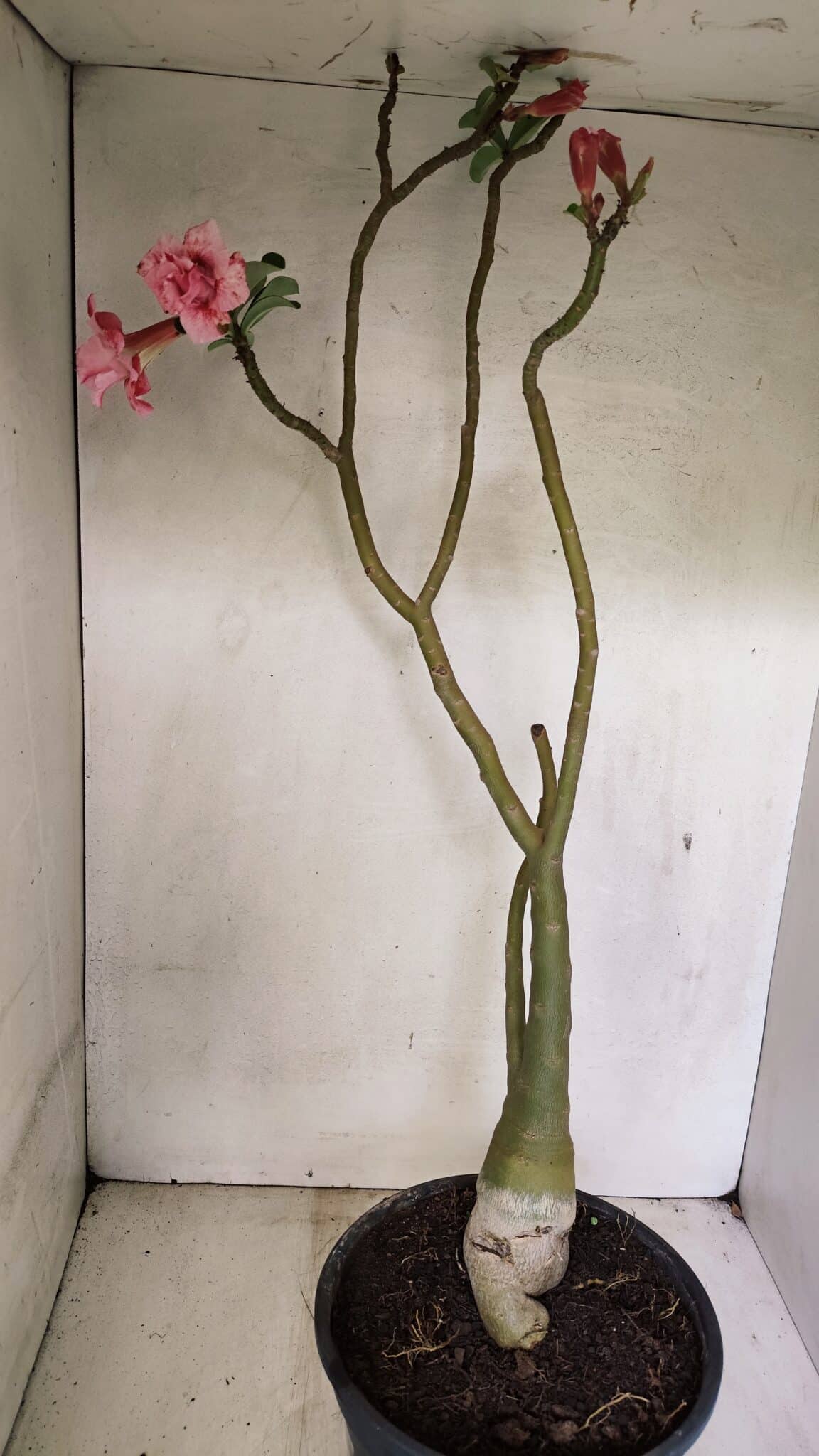 Planta Dobrada 3602 – 65cm – 04 anos - foto 6