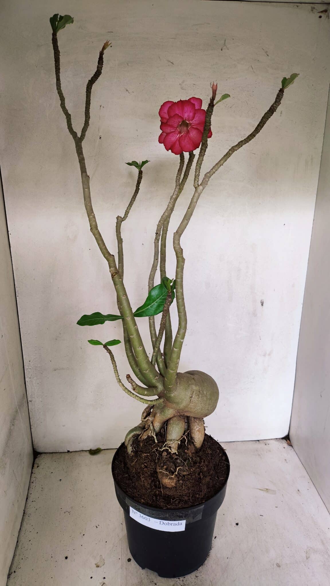 Planta Dobrada 3603 – 60cm – 05 anos - foto 2