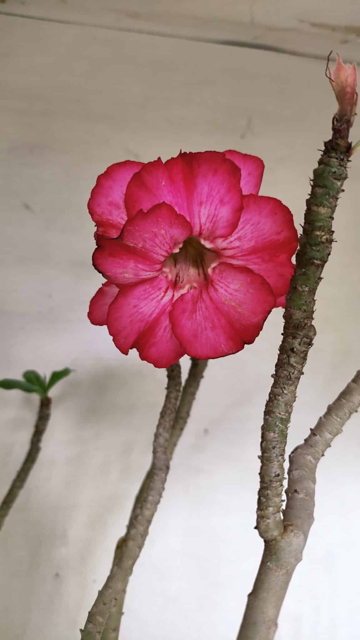 Planta Dobrada 3603 – 60cm – 05 anos - foto 3