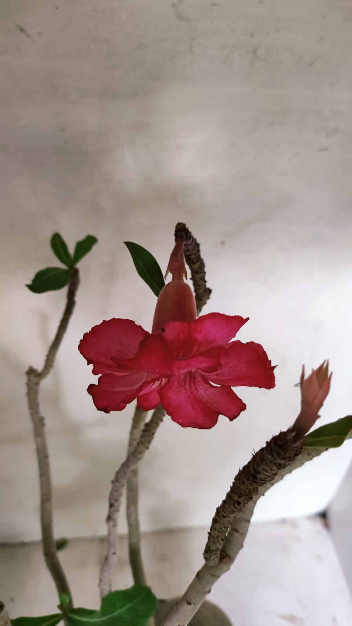 Planta Dobrada 3603 – 60cm – 05 anos - foto 6