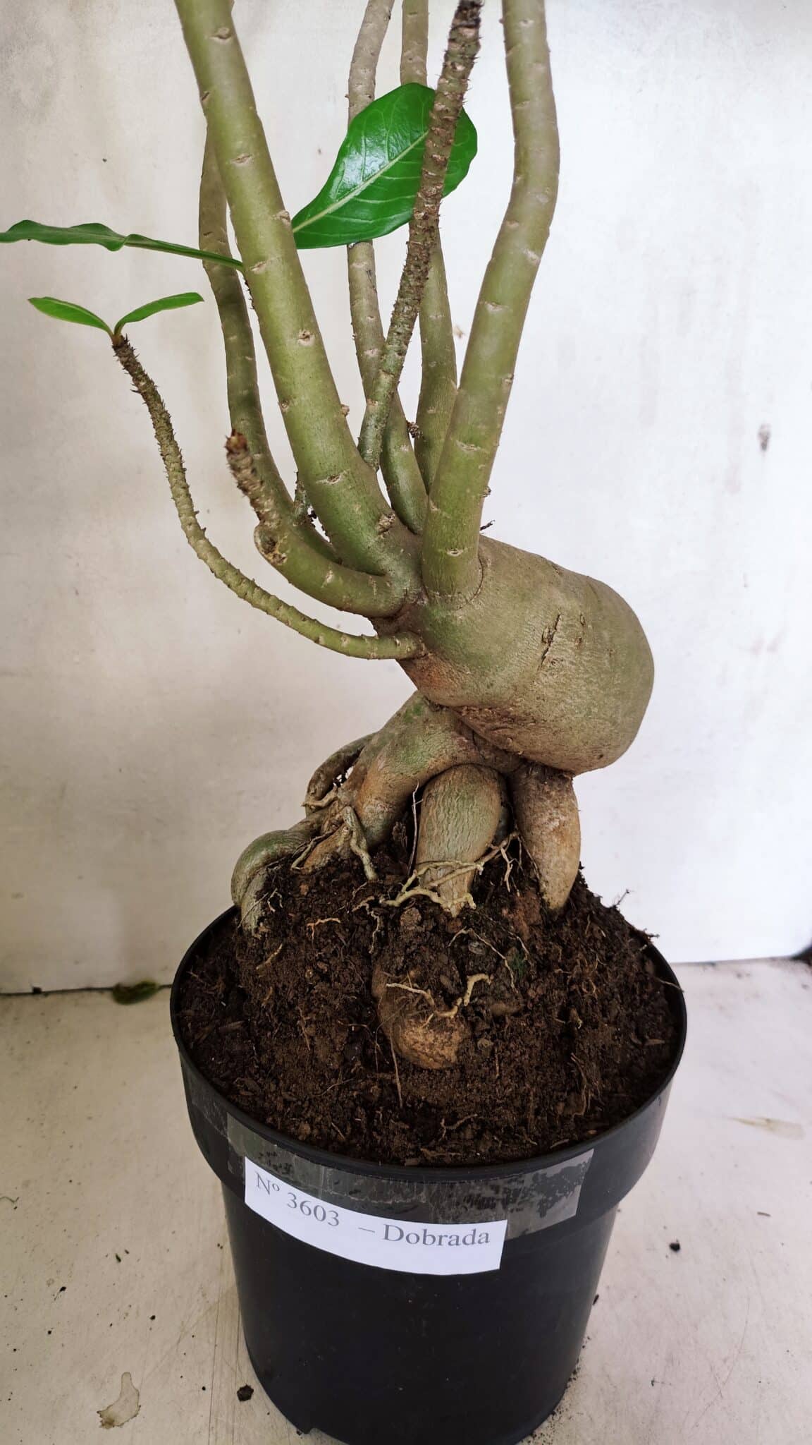 Planta Dobrada 3603 – 60cm – 05 anos - foto 4