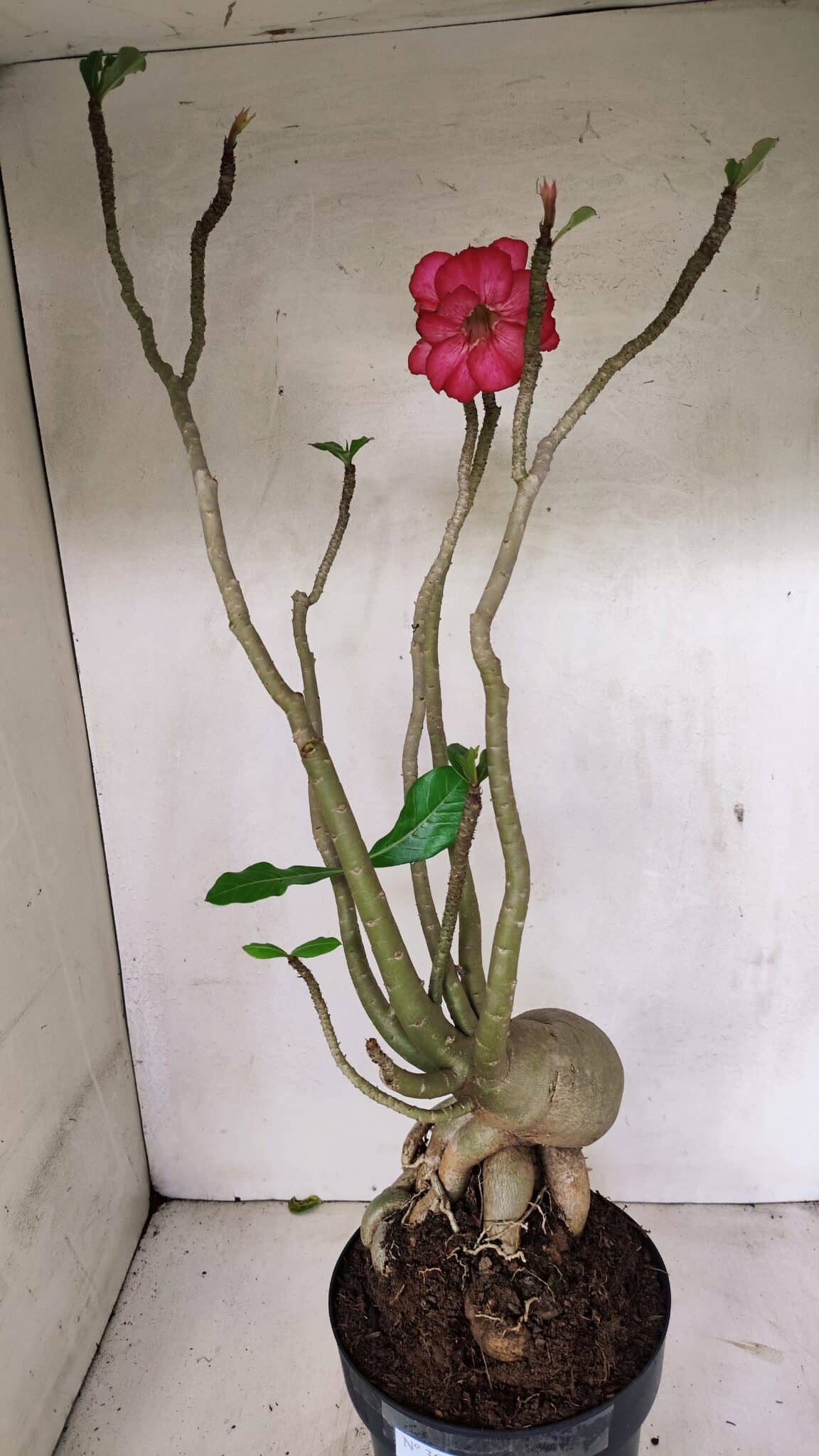 Planta Dobrada 3603 – 60cm – 05 anos - foto 10