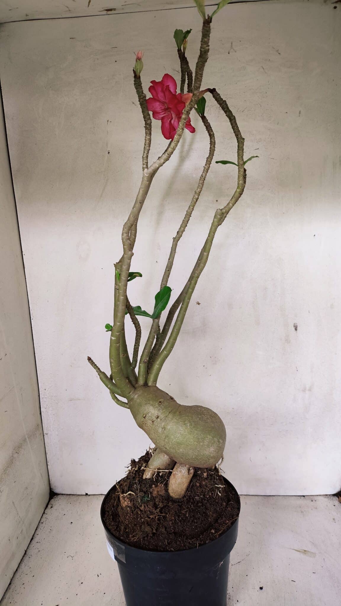 Planta Dobrada 3603 – 60cm – 05 anos - foto 9