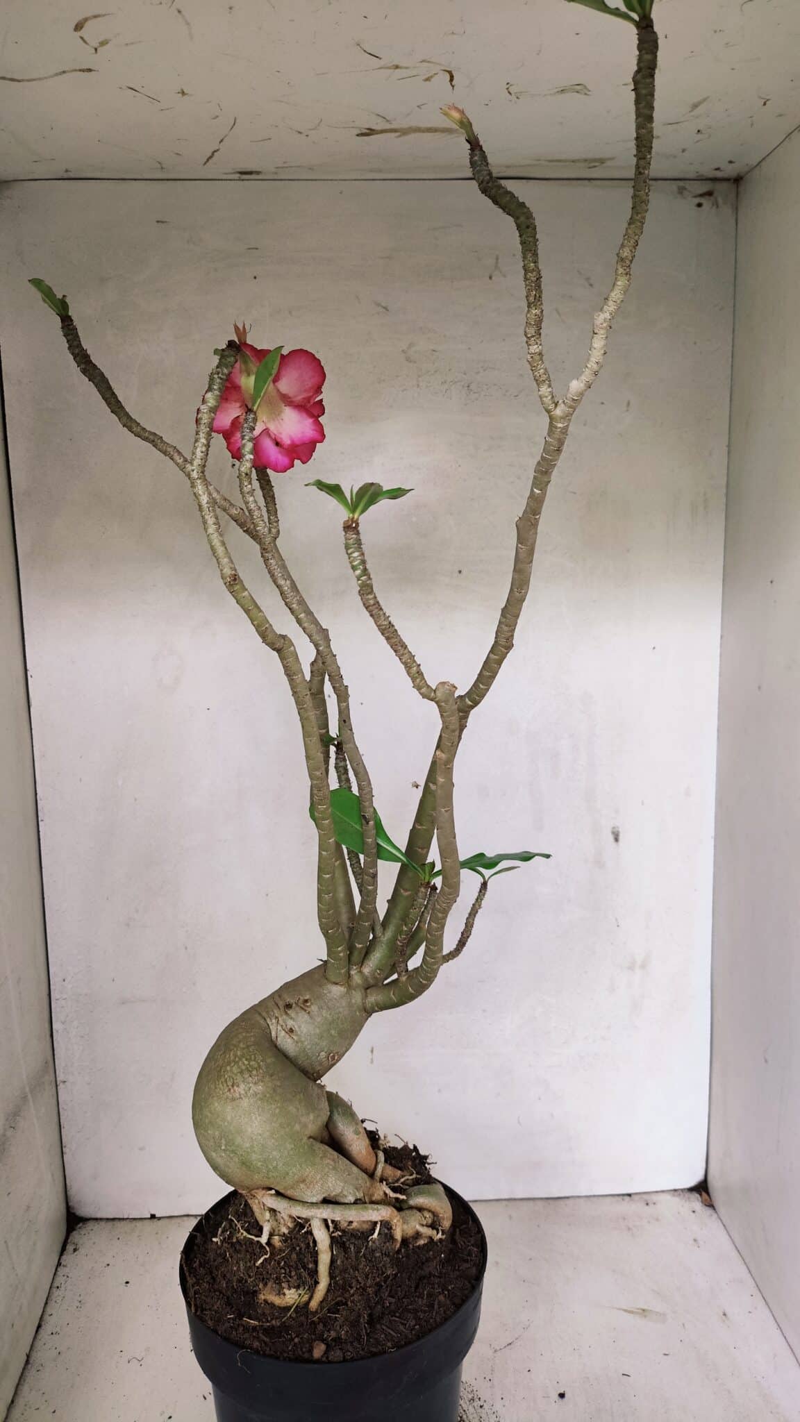 Planta Dobrada 3603 – 60cm – 05 anos - foto 8