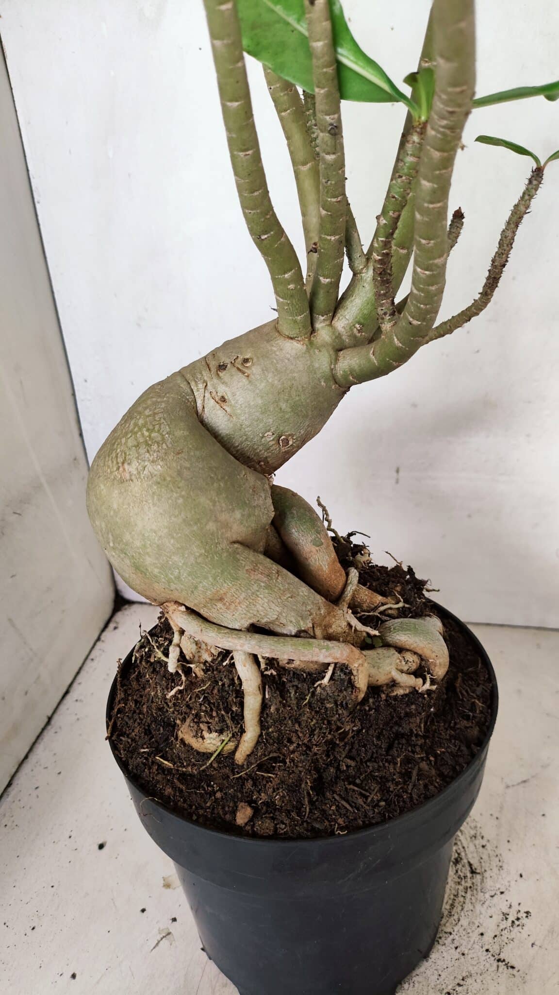 Planta Dobrada 3603 – 60cm – 05 anos - foto 7